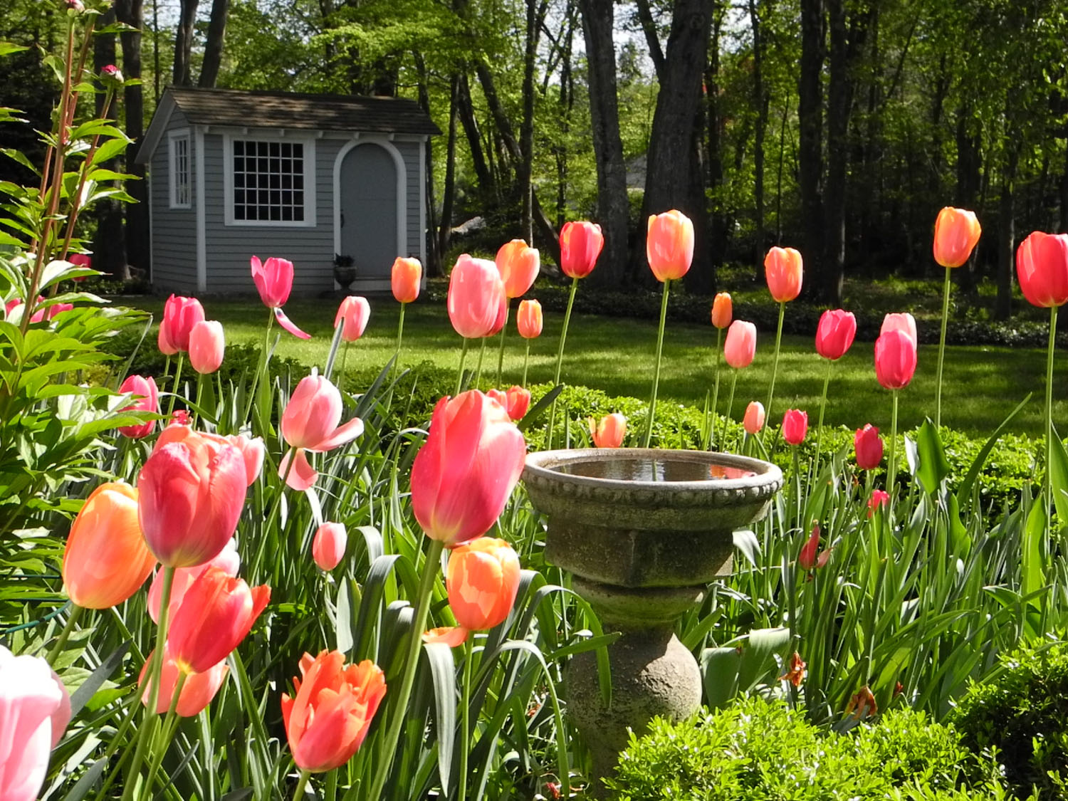 A lush garden with vibrant pink and orange tulips, a stone birdbath in the foreground, and a quaint grey shed in the background.