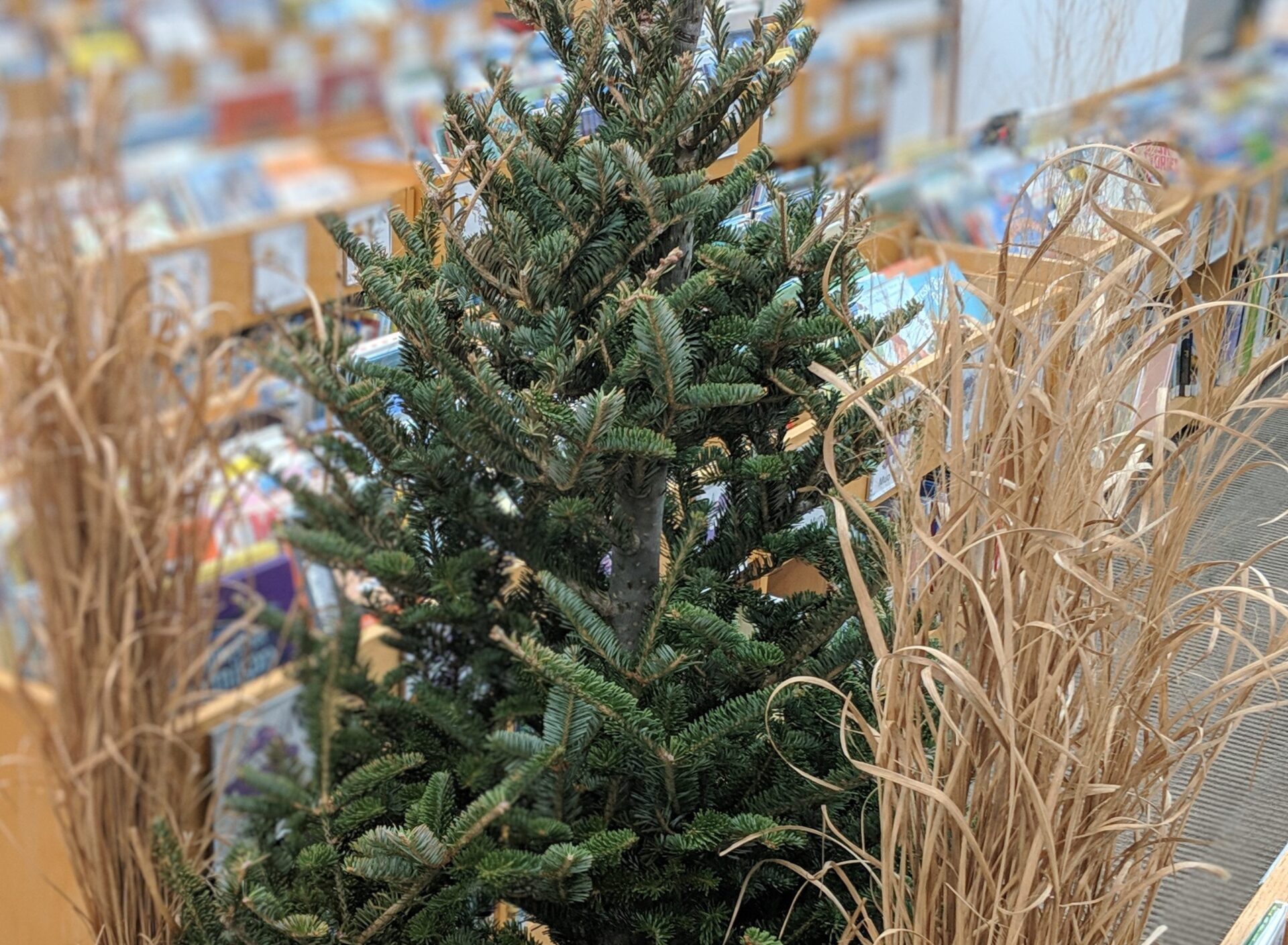 A small, undecorated Christmas tree stands in a library with books in the background, partially obscured by dried ornamental grasses.