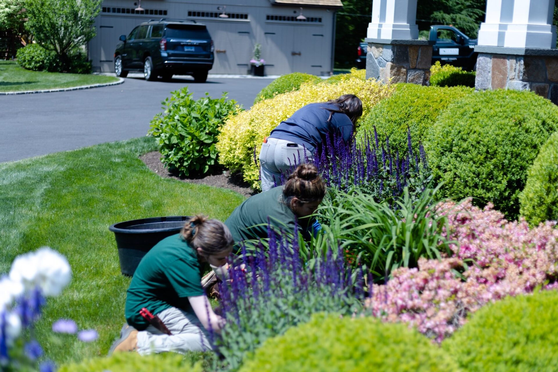 Three people are gardening in a well-maintained yard with lush greenery, colorful flowers, a black pot, and a residential background with vehicles.
