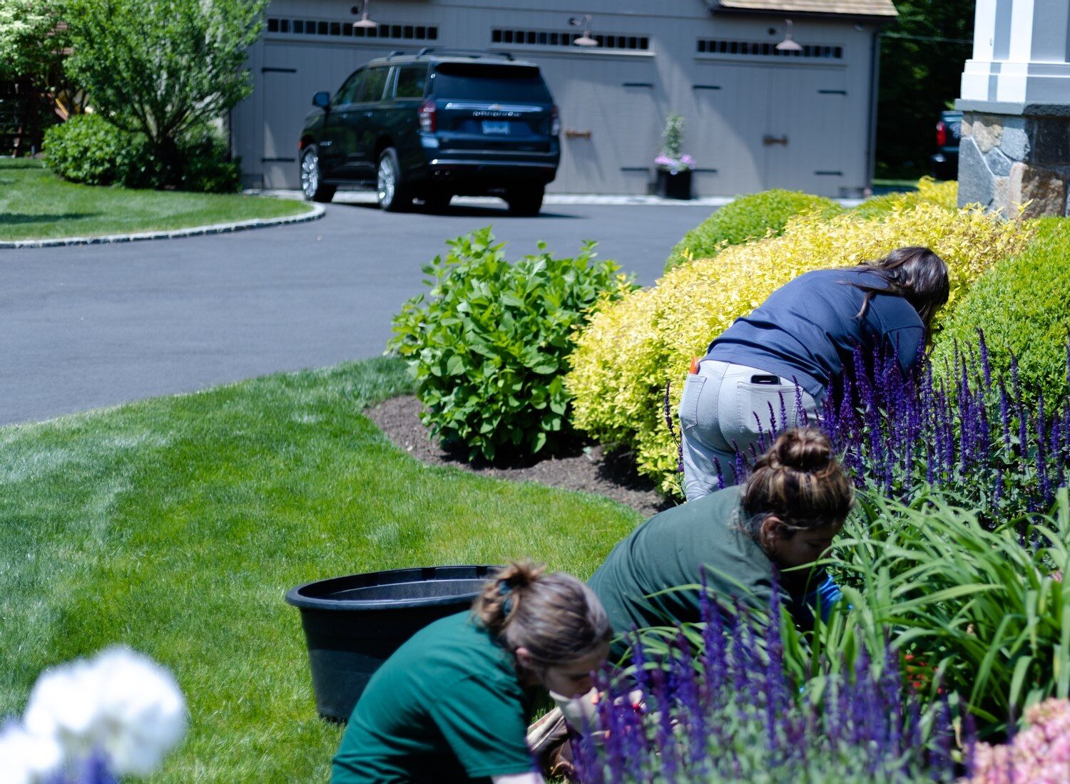 Three people are gardening in a well-maintained yard with lush greenery, colorful flowers, a black pot, and a residential background with vehicles.