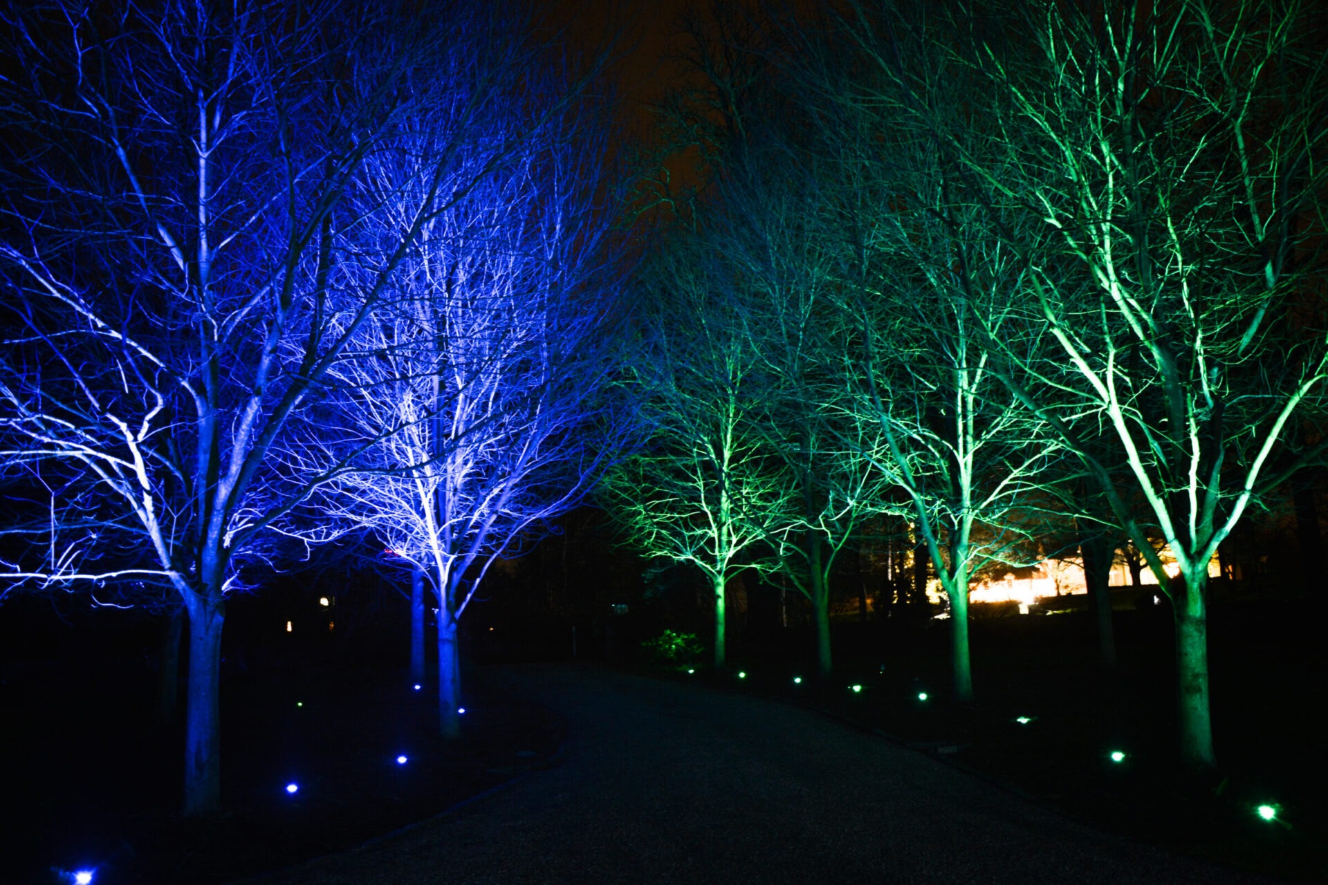 The image shows a row of trees illuminated with blue and green lights at night, creating a magical and enchanting atmosphere along a path.