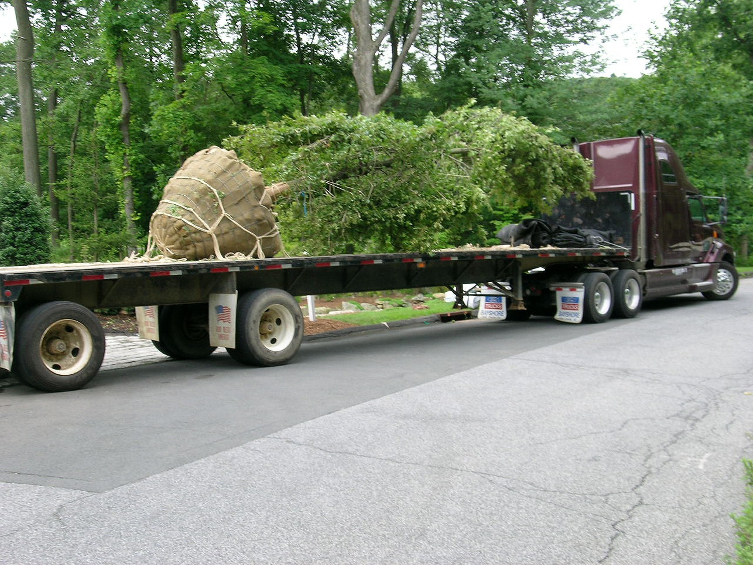 A flatbed truck is carrying a large, root-balled tree and some shrubs. The truck is parked on a suburban road beside lush greenery.