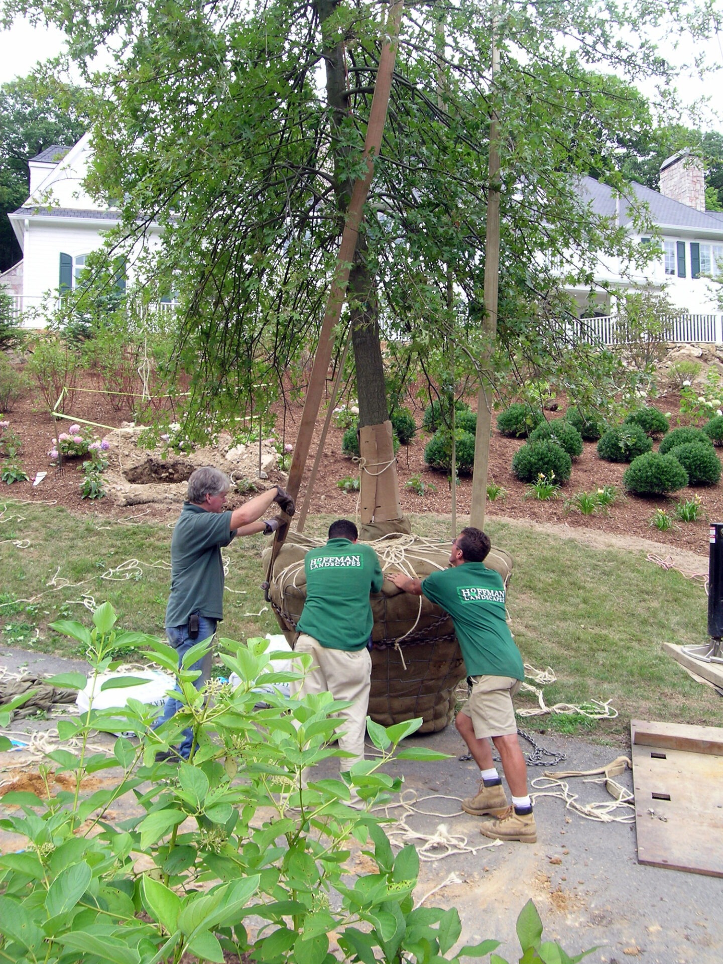 Three people are transplanting a large tree with a burlapped root ball, supported by wooden stakes, in a residential landscape setting.