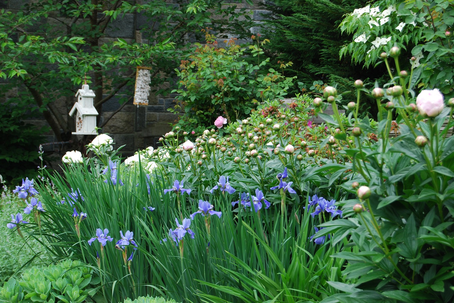 A vibrant garden with purple irises, budding peonies, lush green foliage, a birdhouse, and a bird feeder against a stone wall backdrop.