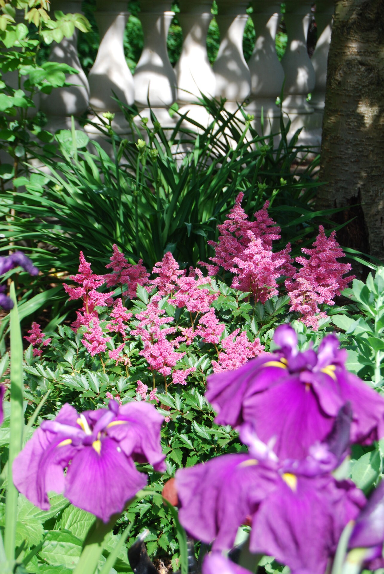 A garden with vibrant purple irises in the foreground and pink astilbe flowers midground. Sunlight filters through a white balustrade onto green foliage.