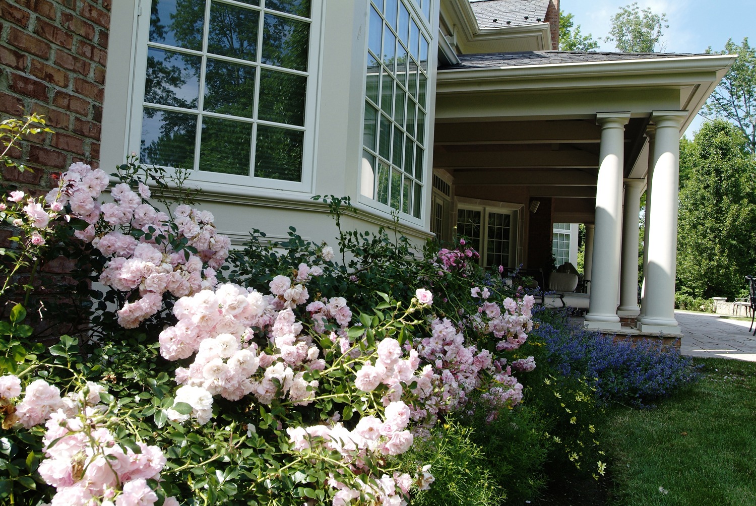 A classic house with large pillars, a brick facade, and a porch surrounded by lush pink roses and greenery under a clear blue sky.