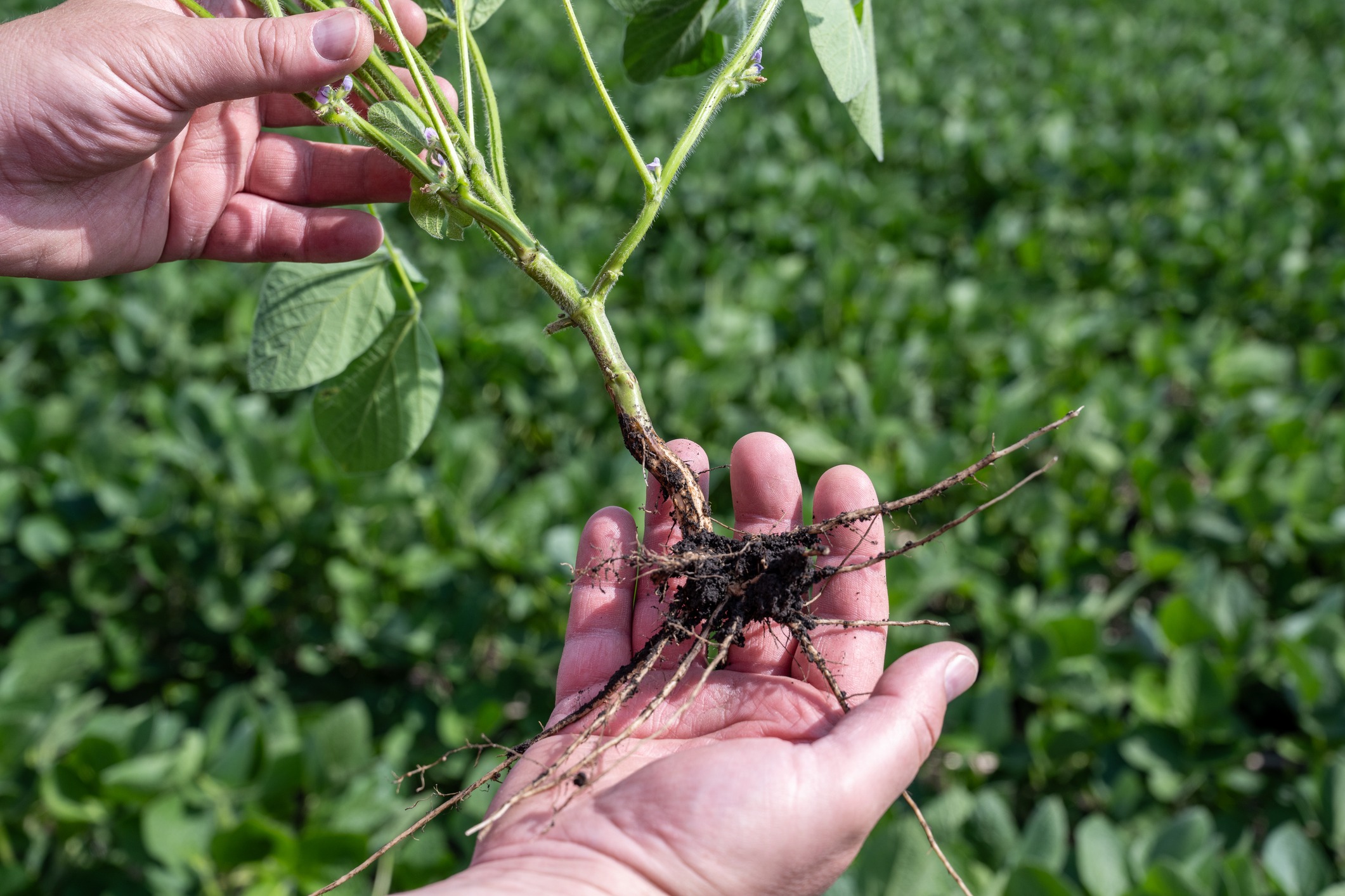 A person's hands are holding a plant showing its root system with soil attached. Green vegetation is visible in the blurred background.