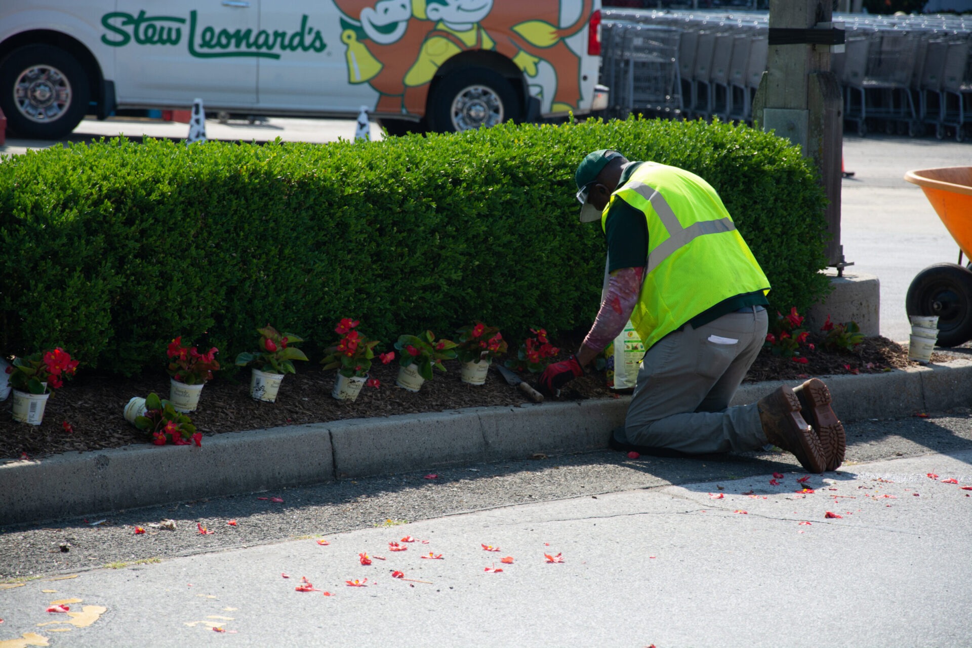 A person wearing a reflective vest and a cap is kneeling to plant red flowers by a hedge. A Stew Leonard's van is in the background.