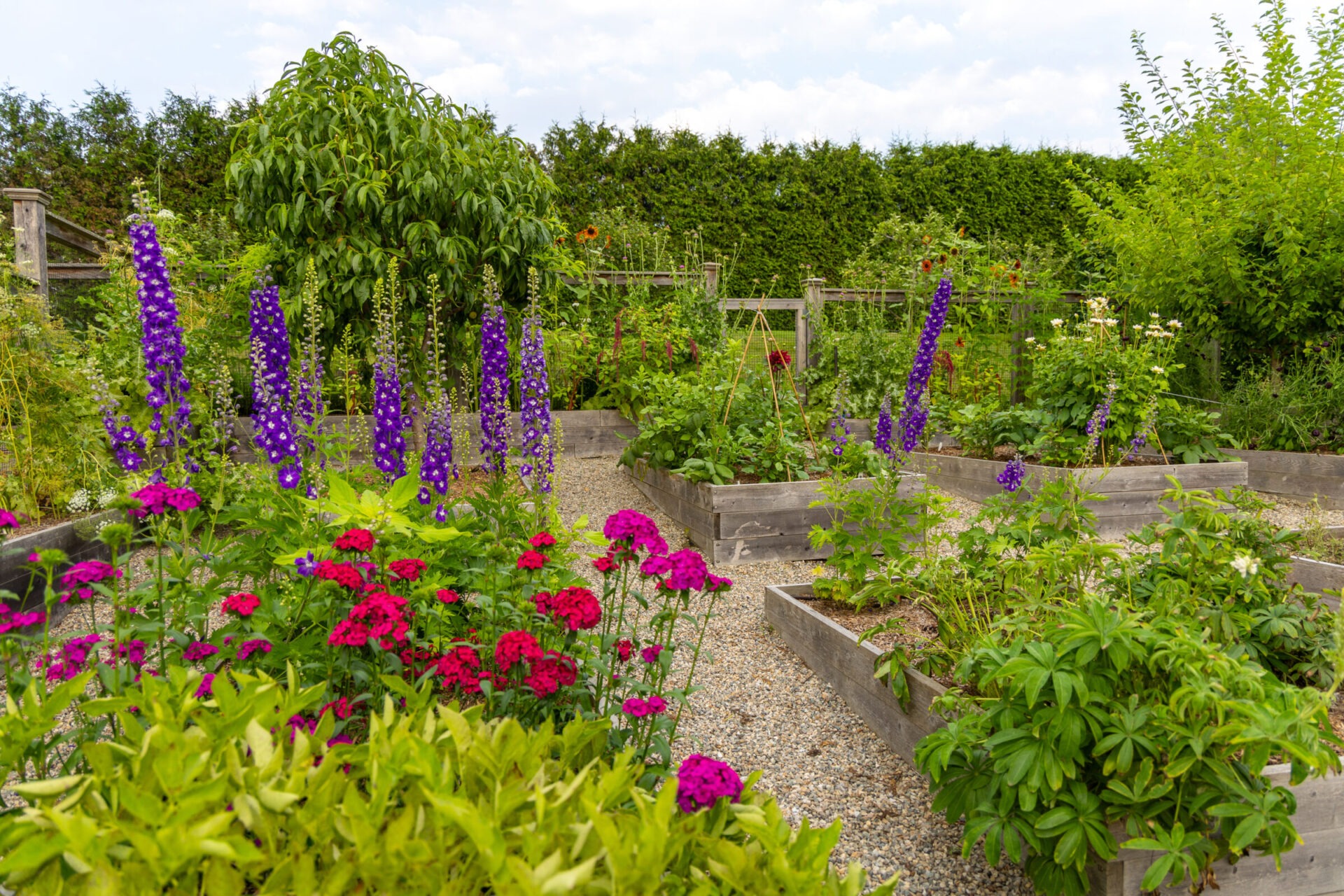 The image shows a lush garden with raised beds, vibrant purple and red flowers, greenery, and a gravel path under a partially cloudy sky.