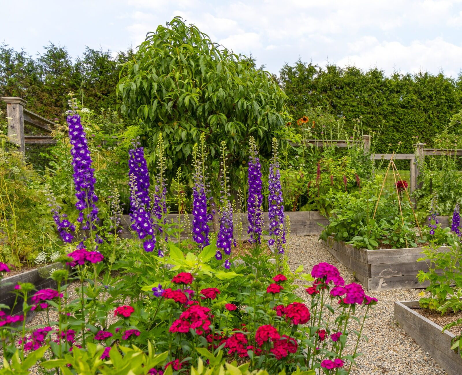 The image shows a lush garden with raised beds, vibrant purple and red flowers, greenery, and a gravel path under a partially cloudy sky.