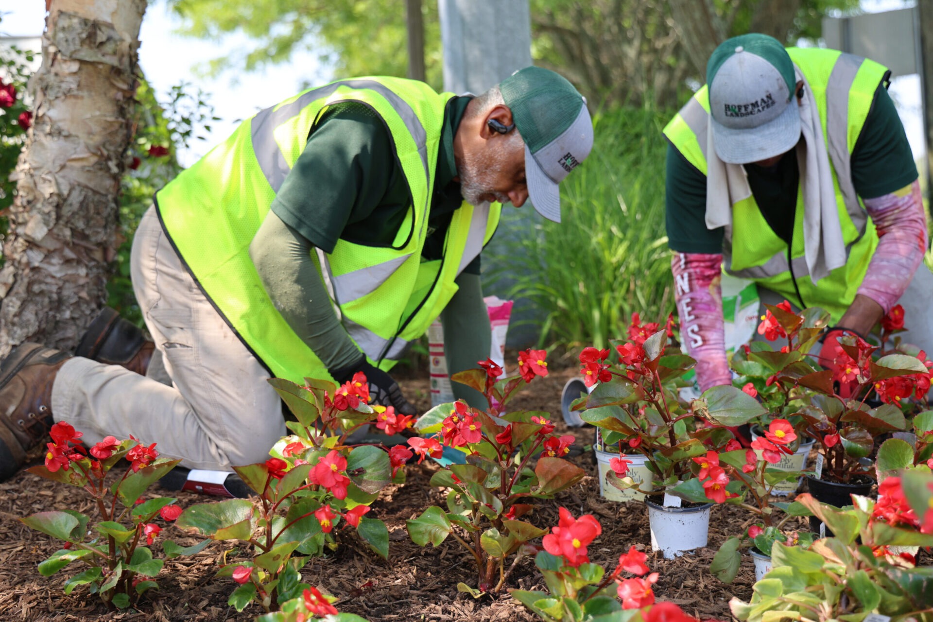 Two people are kneeling and planting red flowers in a bright, outdoor garden setting, both wearing gloves, high-visibility vests, and caps.