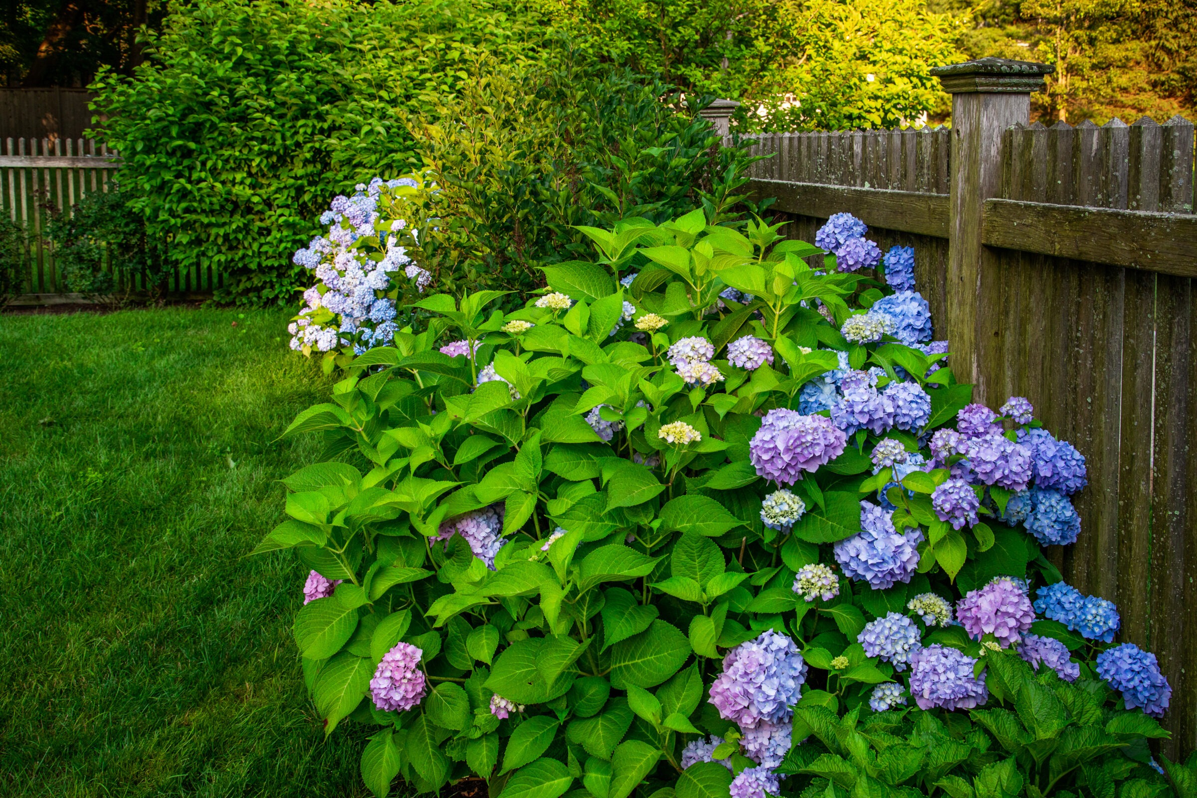 The image displays a vibrant garden with lush greenery and clusters of blue and purple hydrangea flowers against a wooden fence background.