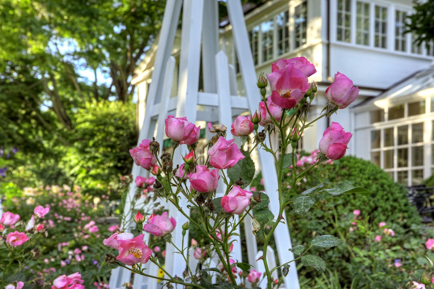 A lush garden with pink roses in the foreground, a white wooden trellis, and a house with large windows surrounded by dense green foliage.