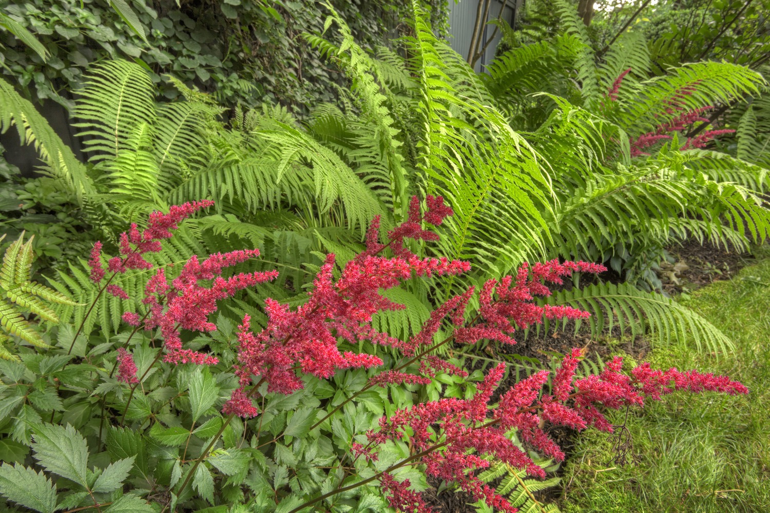 The image displays a lush garden with vibrant, red-pink flowers foreground and large, green ferns situated against a background of dense foliage.