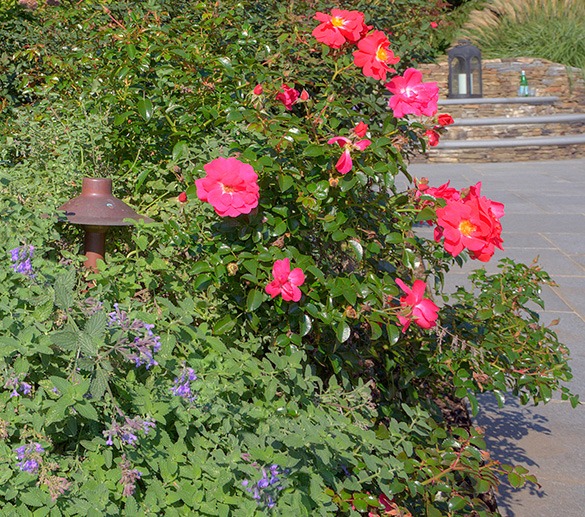 Vibrant pink roses bloom among green foliage beside a rusty garden lamp, with purple flowers underneath and a paved walkway in the background.