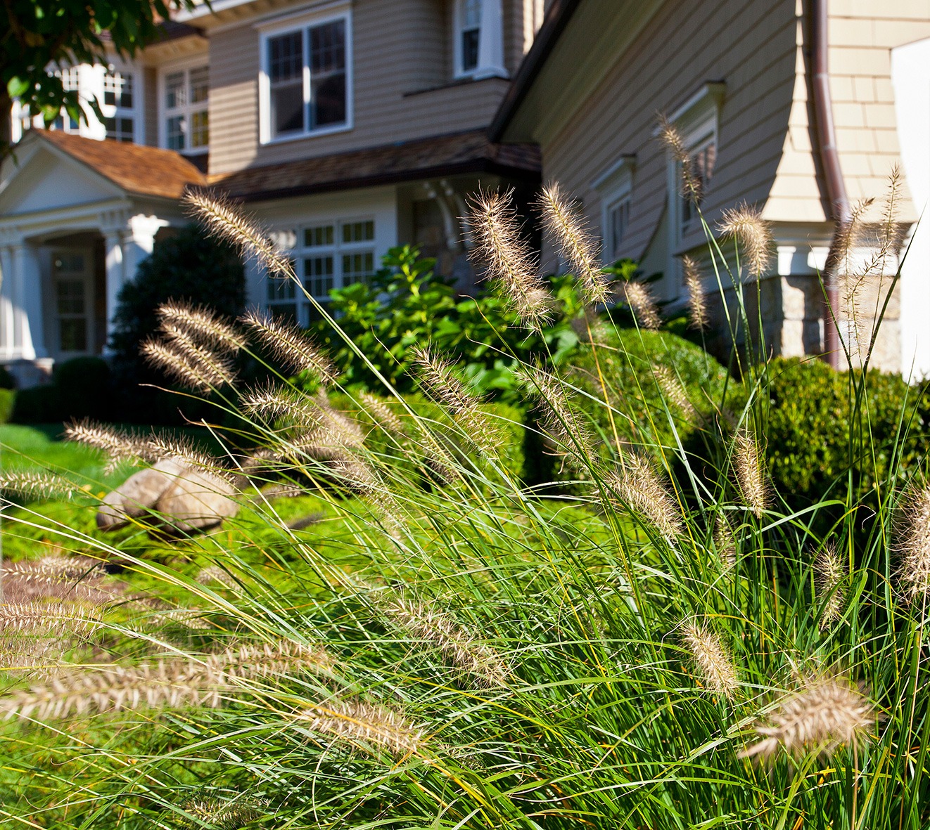 Tall ornamental grasses in focus at the forefront, with a blurred traditional two-story house and landscaped lawn in the background, on a sunny day.