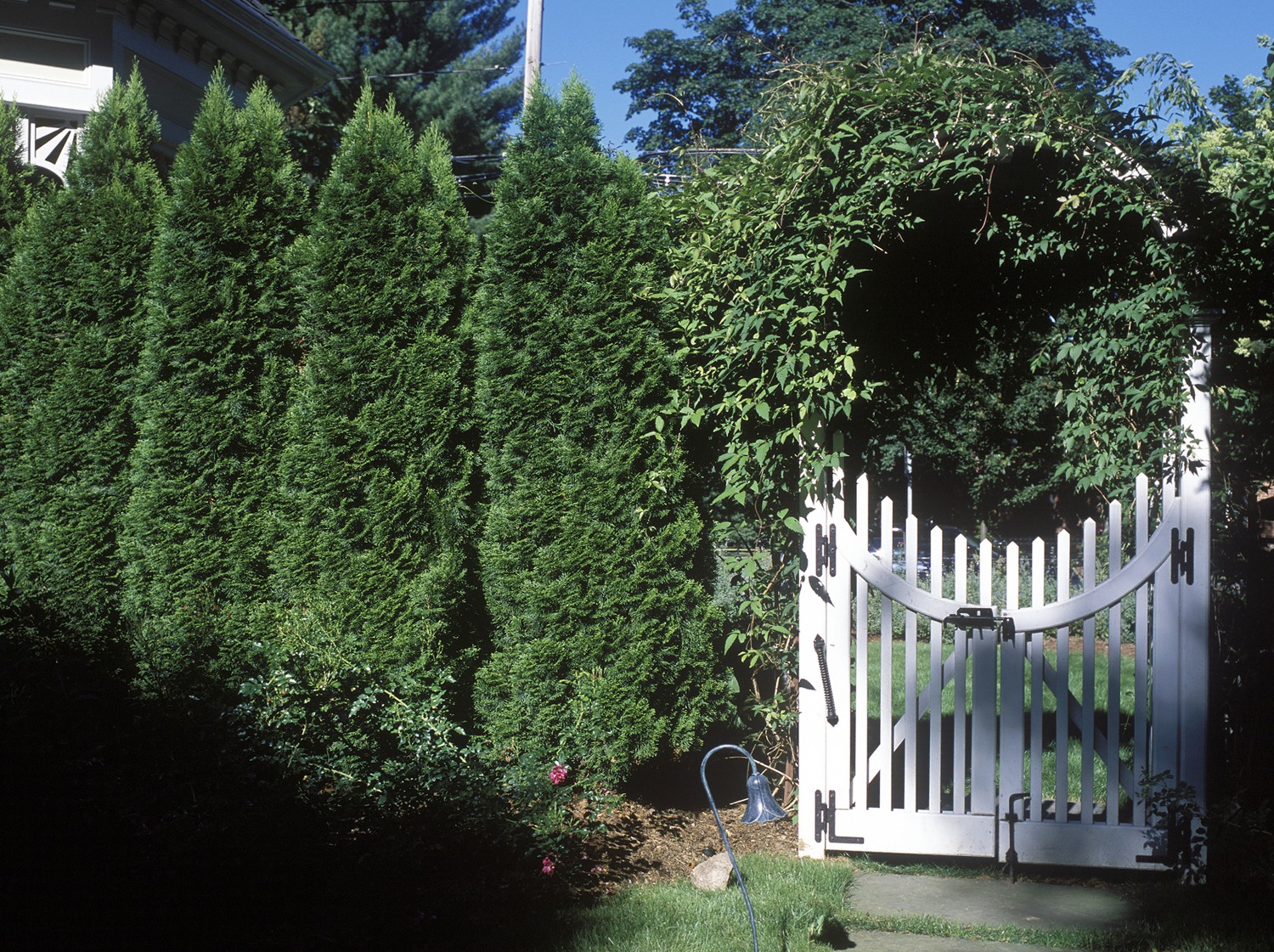 A white picket gate flanked by lush green coniferous shrubs creates an archway, leading to a serene garden, highlighted by bright sunlight.