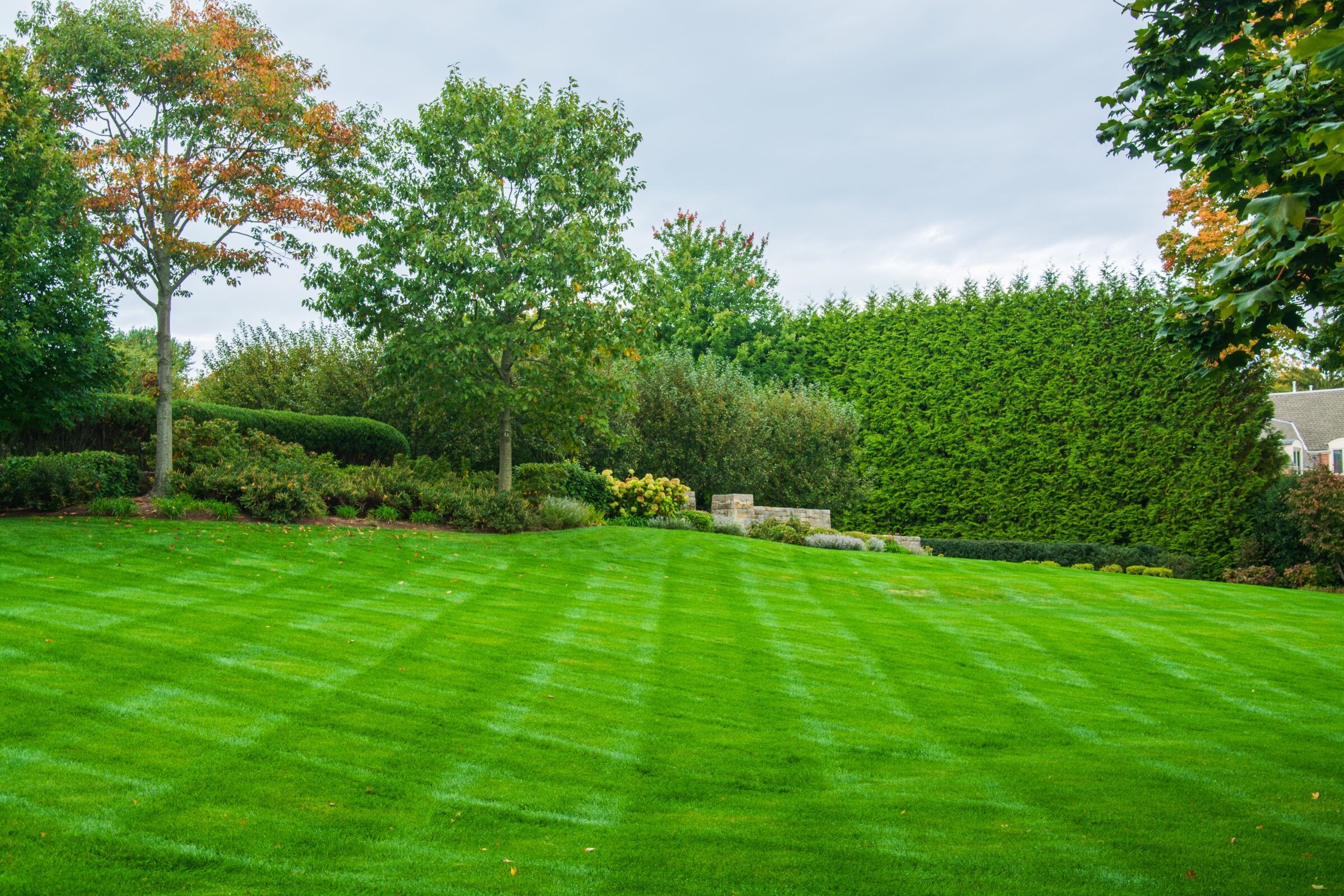A well-manicured lawn with striped patterns leading to a hedge, surrounded by trees and shrubs, under a cloudy sky, in a residential garden setting.