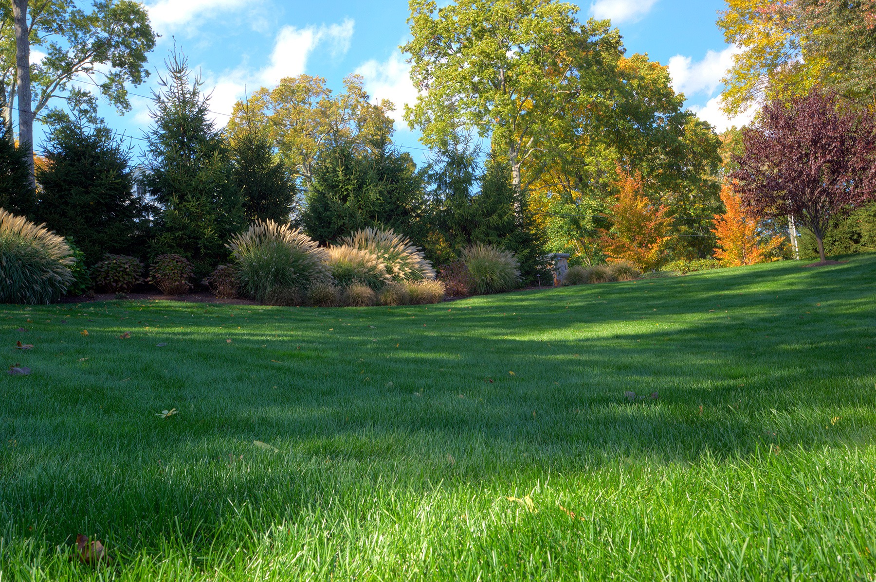 A verdant lawn with shadows stretches towards trees with autumn foliage and ornamental grasses under a bright blue sky with scattered clouds.