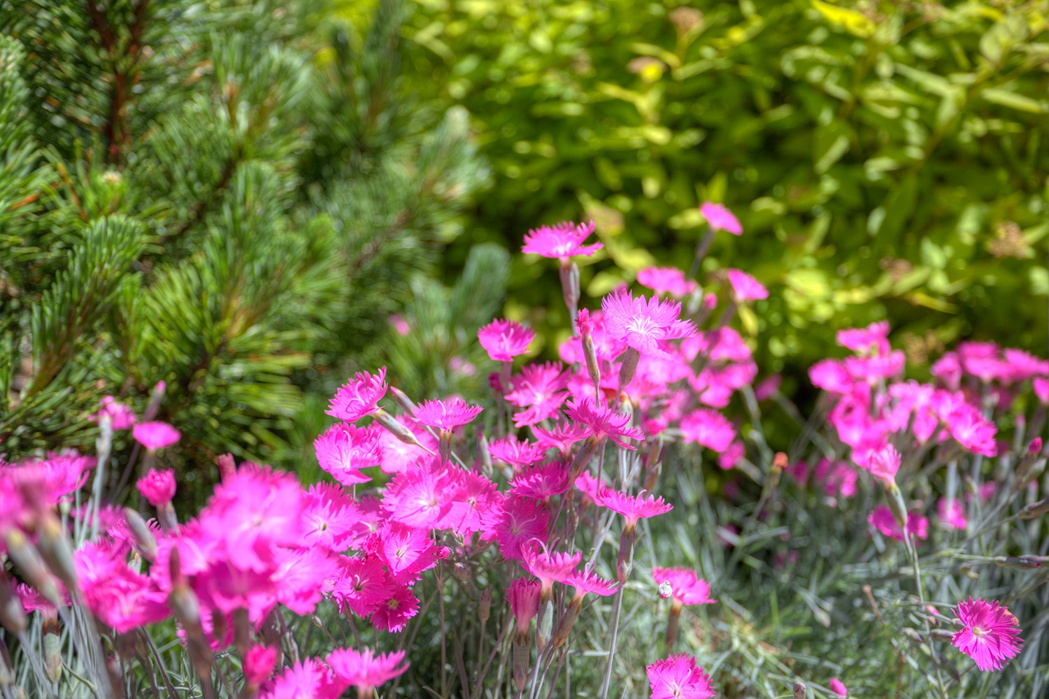 Vibrant pink flowers with fringed petals bloom amidst green foliage, showcasing a contrasting blend of colors and textures in a sunlit garden.