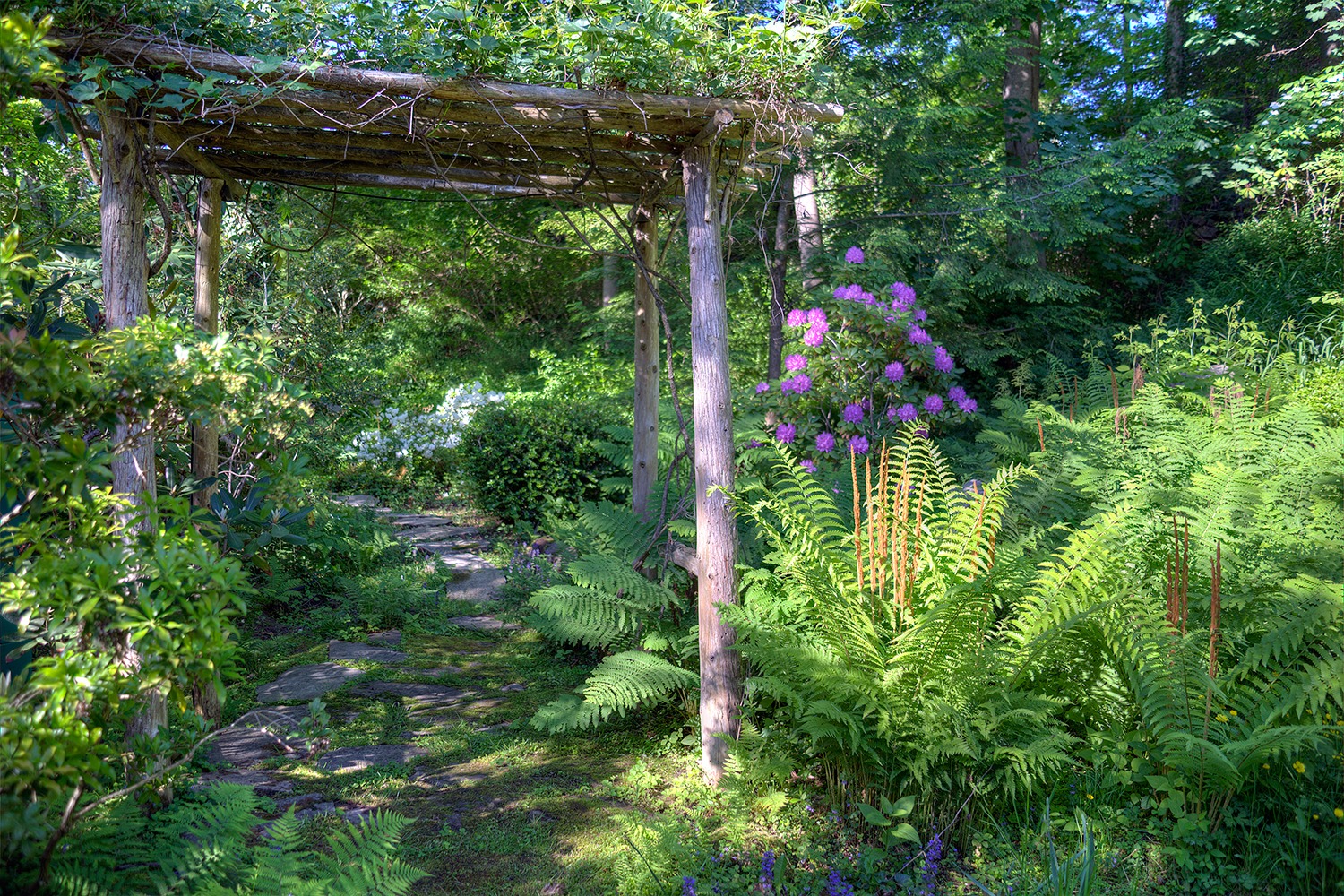 A serene garden pathway lined with vibrant green ferns under a rustic wooden pergola, surrounded by lush foliage and blooming purple flowers.