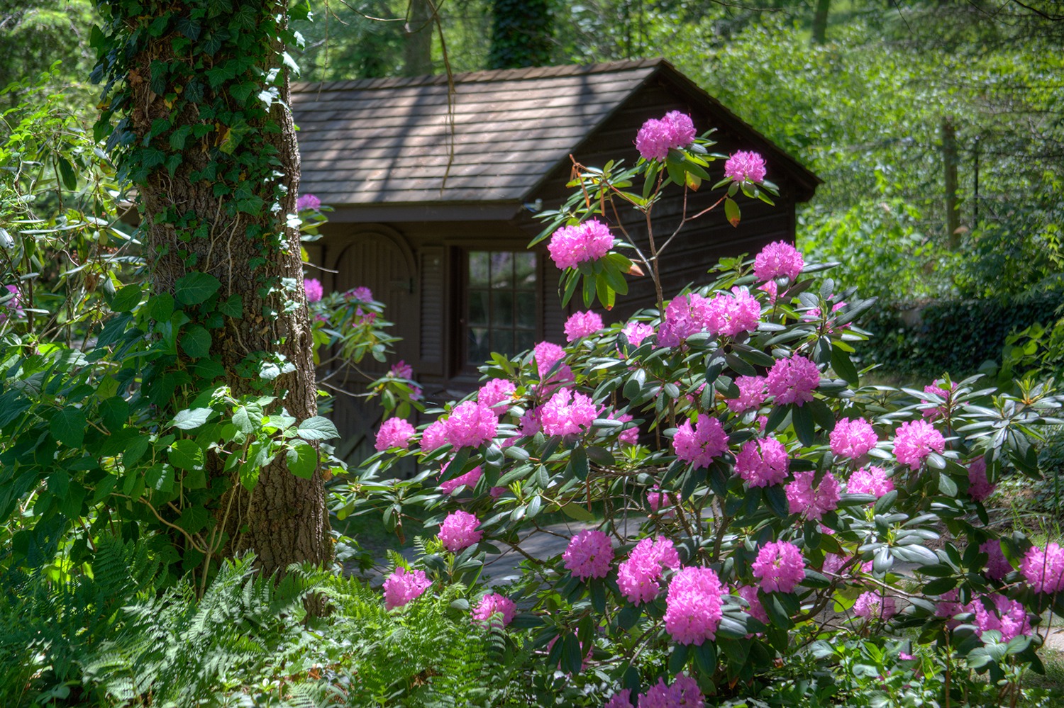 A quaint wooden cabin nestled among lush greenery with vibrant pink rhododendron flowers in the foreground, surrounded by a tranquil forest setting.