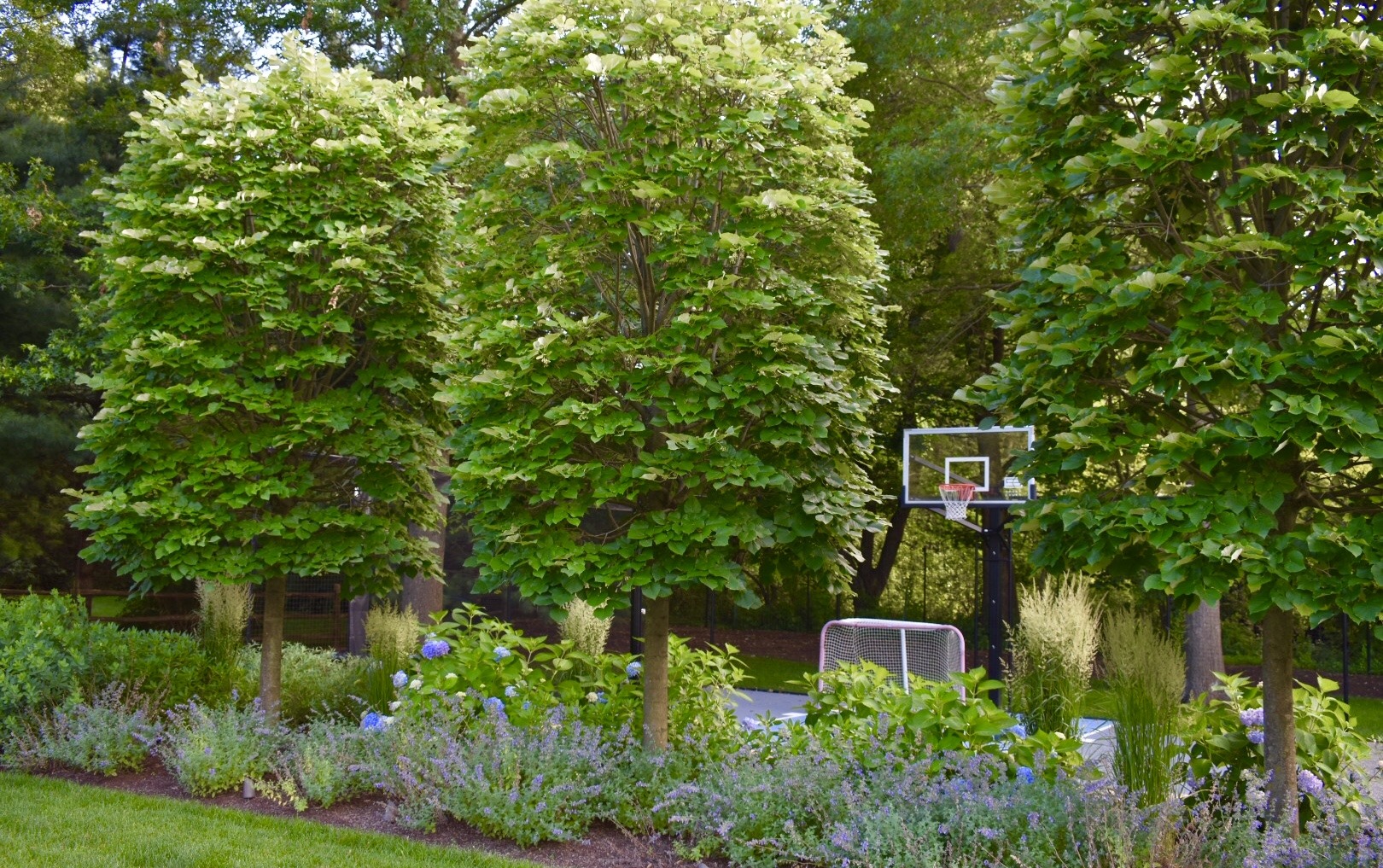 A serene garden with full, green trees, lush bushes, and a basketball hoop standing in the background, suggesting a recreational outdoor space.