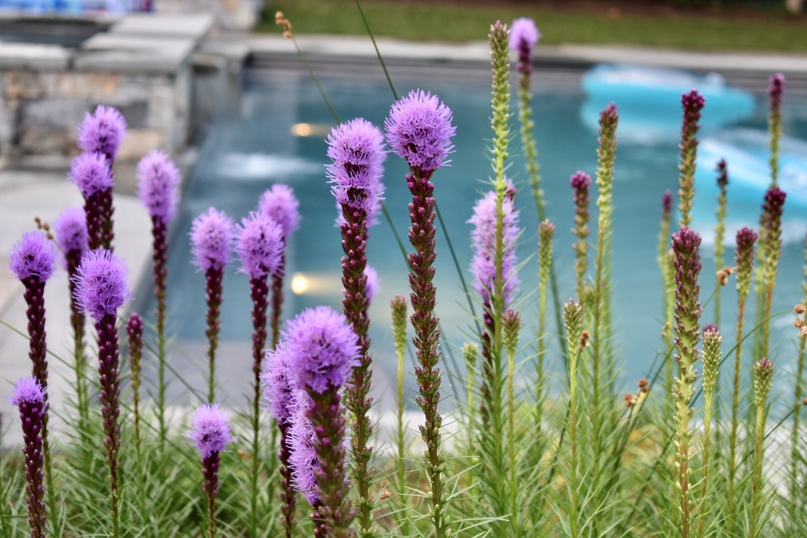 Vibrant purple flowers on tall spikes with a swimming pool and stone deck blurred in the background. Fresh green foliage surrounds the florals.