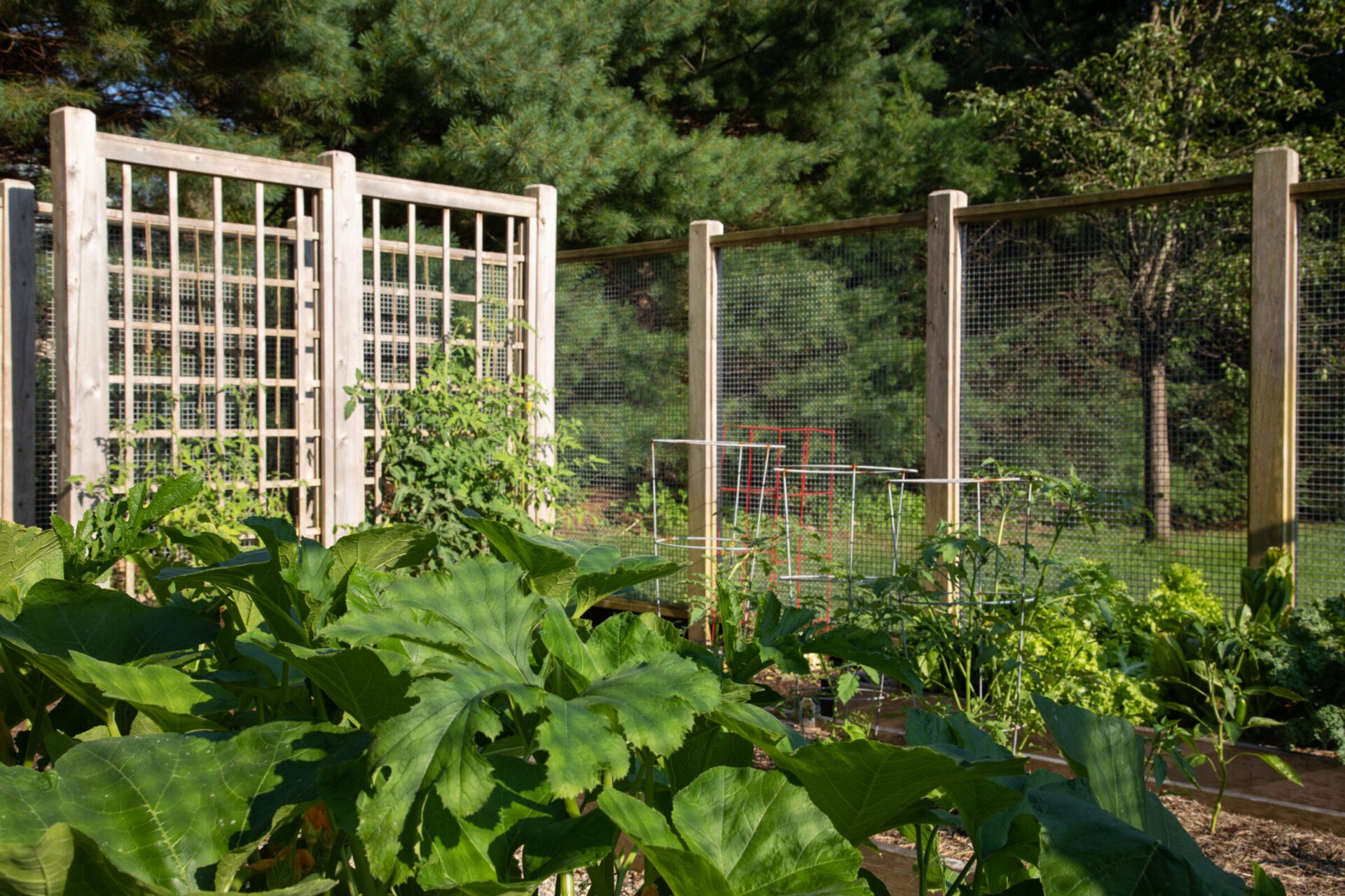 A peaceful garden with large leafy plants in the foreground, wooden trellises, and a mesh fence under a clear sky with sunlight filtering through trees.