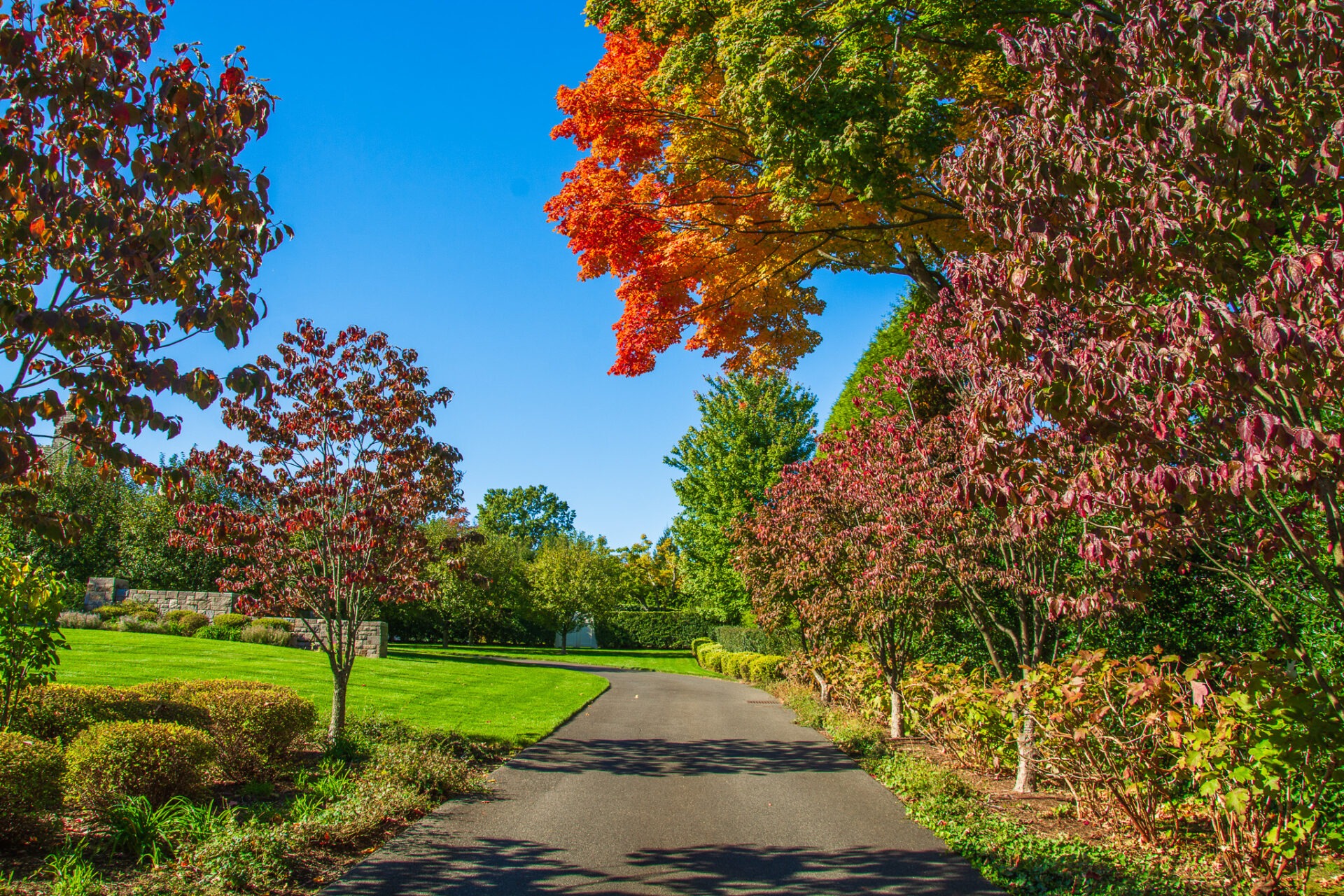 A scenic asphalt path winding through a vibrant garden with trees showcasing autumn foliage in red, orange, and green under a clear blue sky.