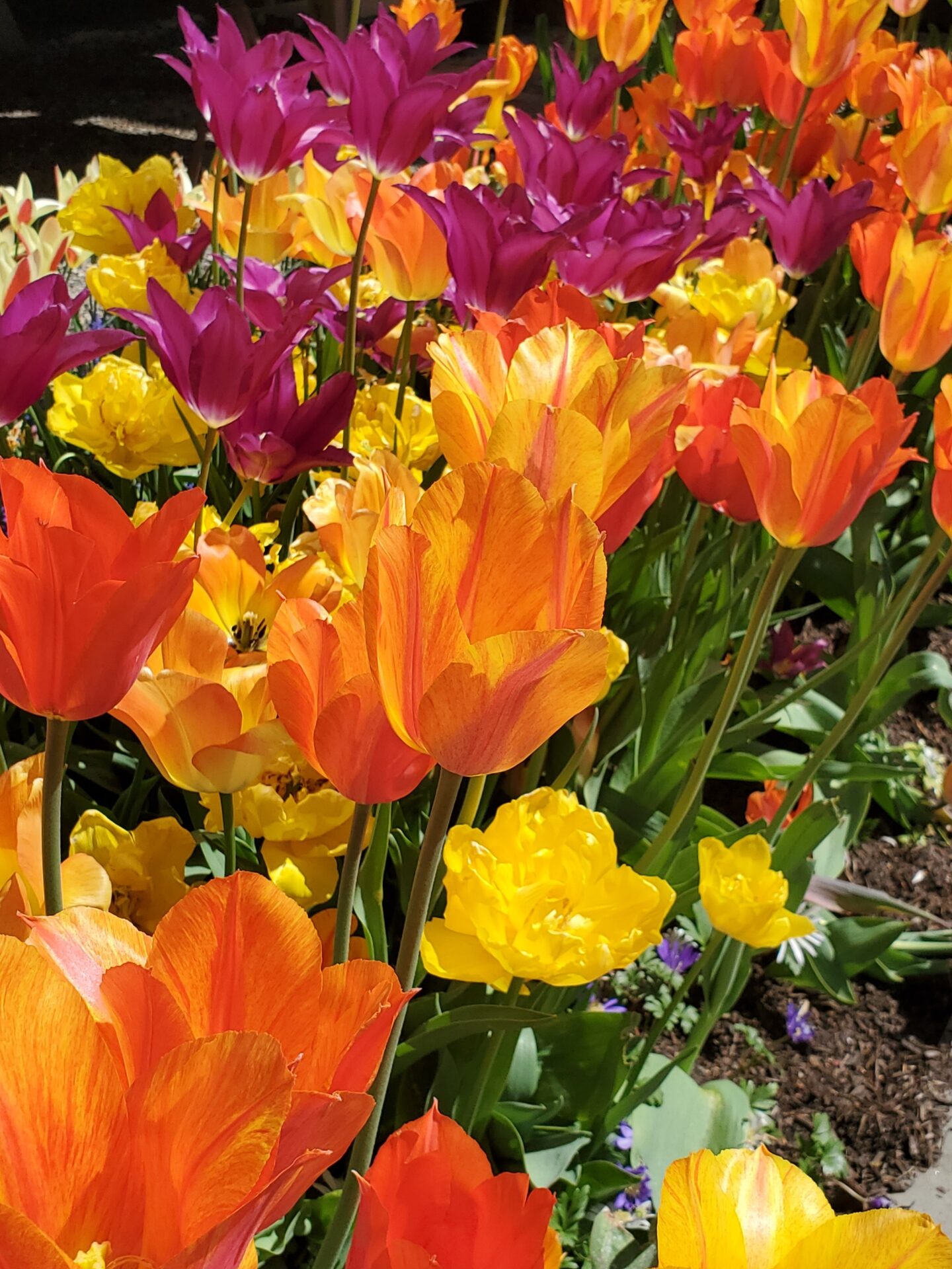 A vibrant garden of tulips in shades of yellow, orange, and purple, illuminated by sunlight, showcases the colorful beauty of spring blooms.