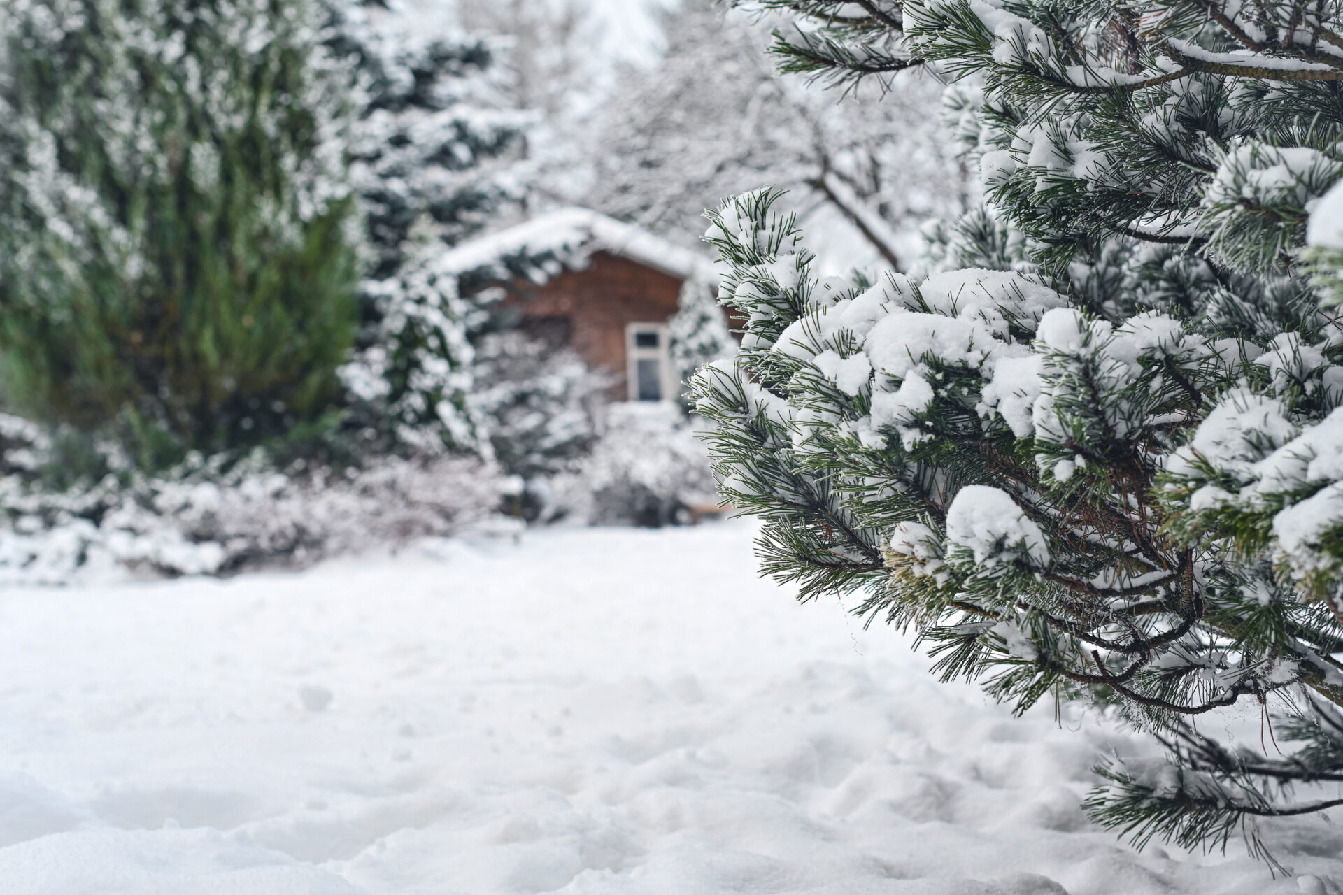 The image shows a snow-covered pine branch in focus with a blurred wooden cabin in the background amidst a snowy landscape with various trees.