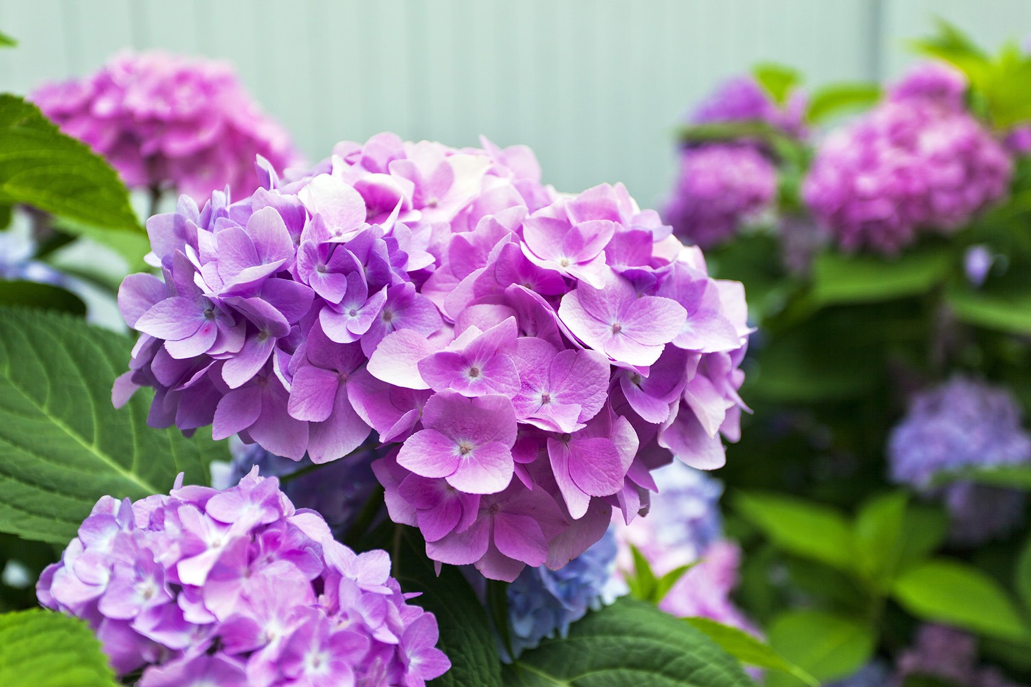 This is an image featuring vibrant purple hydrangea flowers with lush green leaves against a pale blue fence background. It's bright and colorful.