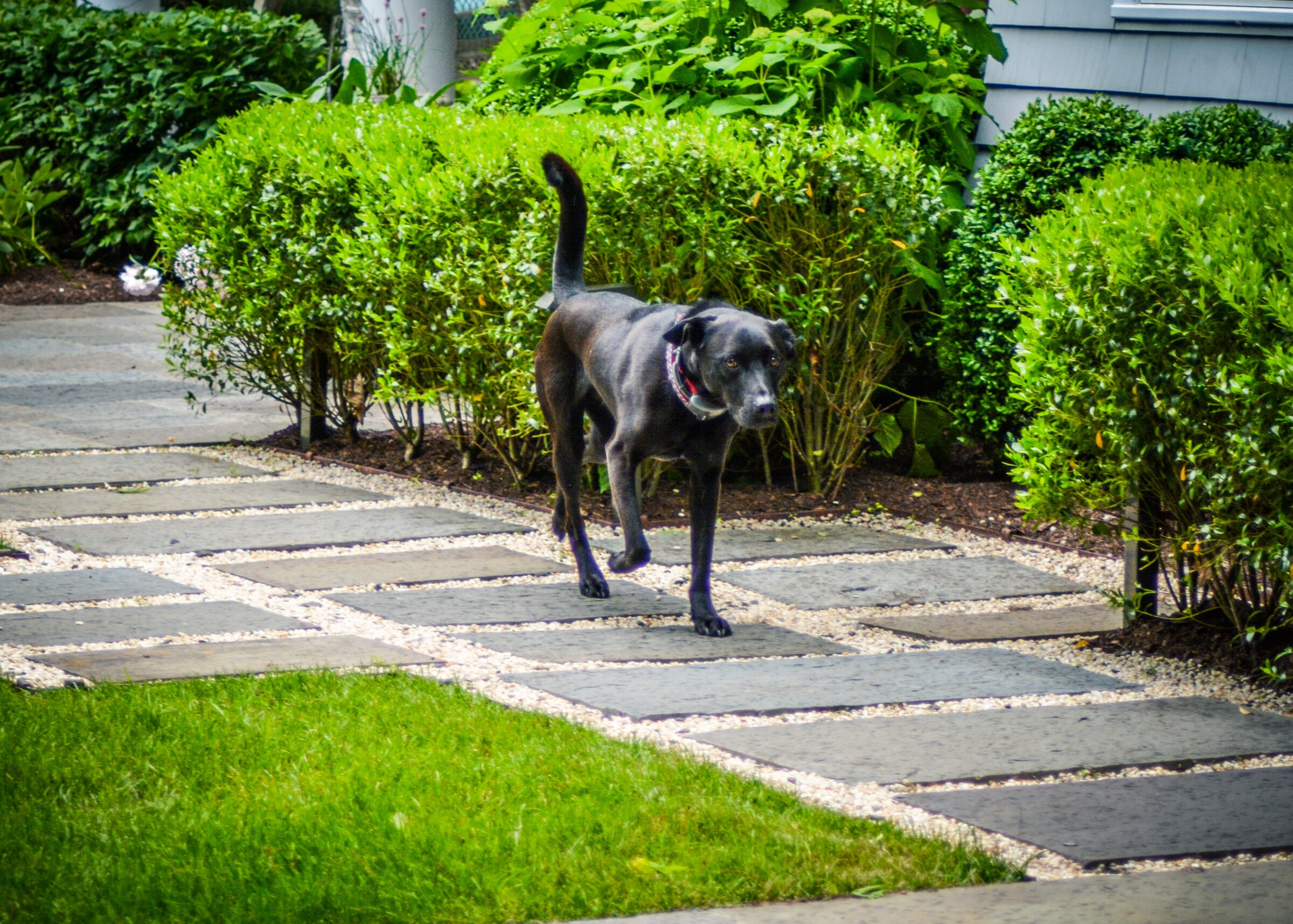 A black dog with a red collar walking on a stone path amidst lush green grass and neatly trimmed hedges in a residential garden setting.