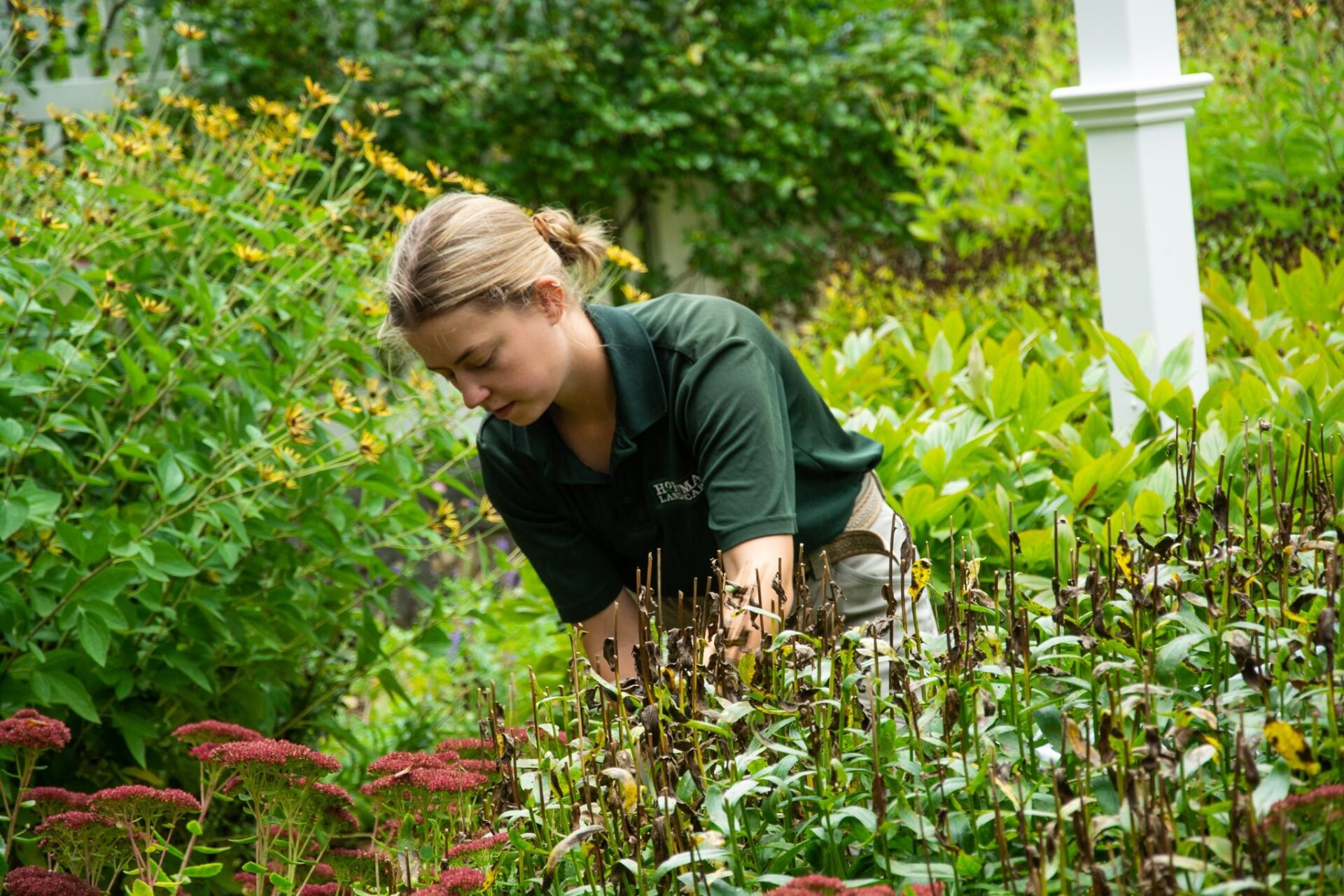 A person is tending to a garden, concentrating on plants, surrounded by lush green foliage and reddish flowers, wearing a dark green shirt.