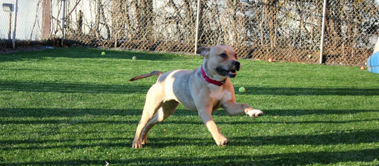 A tan dog with a pink collar is running across a grassy field with several tennis balls scattered around, looking joyful and active.