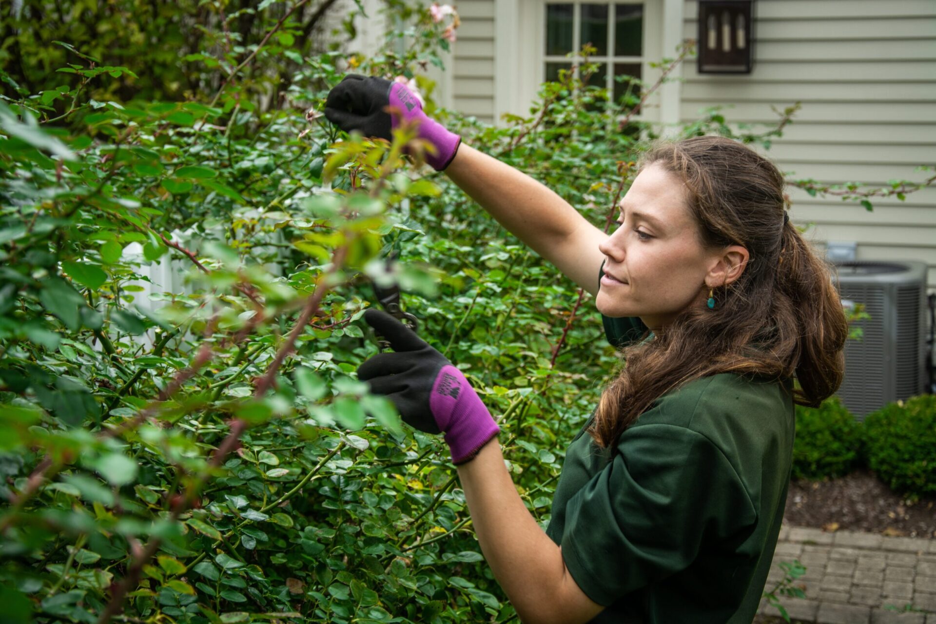 A person is tending to a bush wearing gloves, with a focused expression. A house with white siding and windows is in the background.
