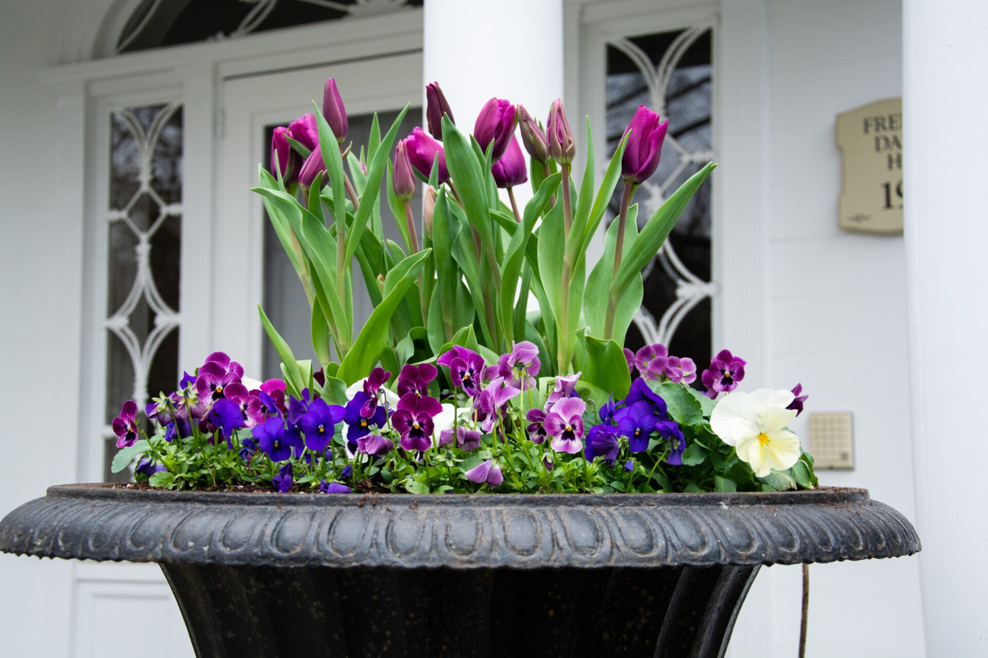 A large planter filled with vibrant purple tulips and multicolored pansies in front of a white door with decorative glass panels and a plaque.