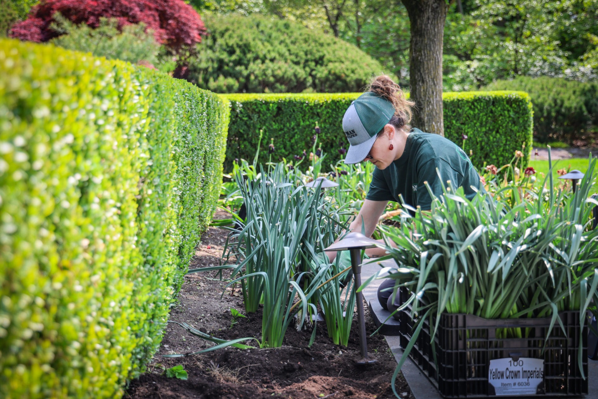 A person is gardening, planting bulbs between lush green rows. Focused and kneeling, surrounded by neatly trimmed hedges, under a clear sky.