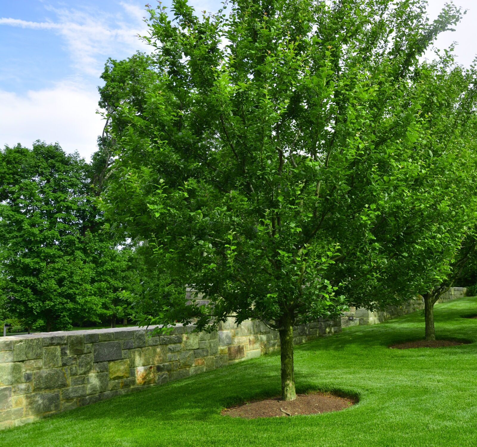 Lush green lawn with neatly aligned trees, stone wall border, and a glimpse of a building with a white facade under a partly cloudy sky.