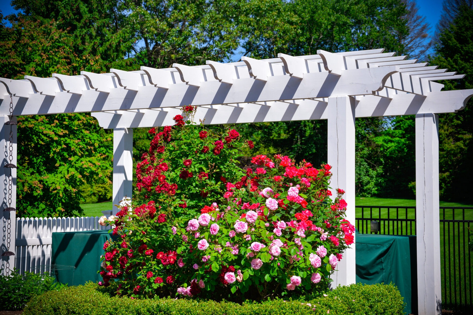 A white wooden pergola casts shadows over a vibrant array of red and pink roses, with lush green foliage and a clear blue sky.
