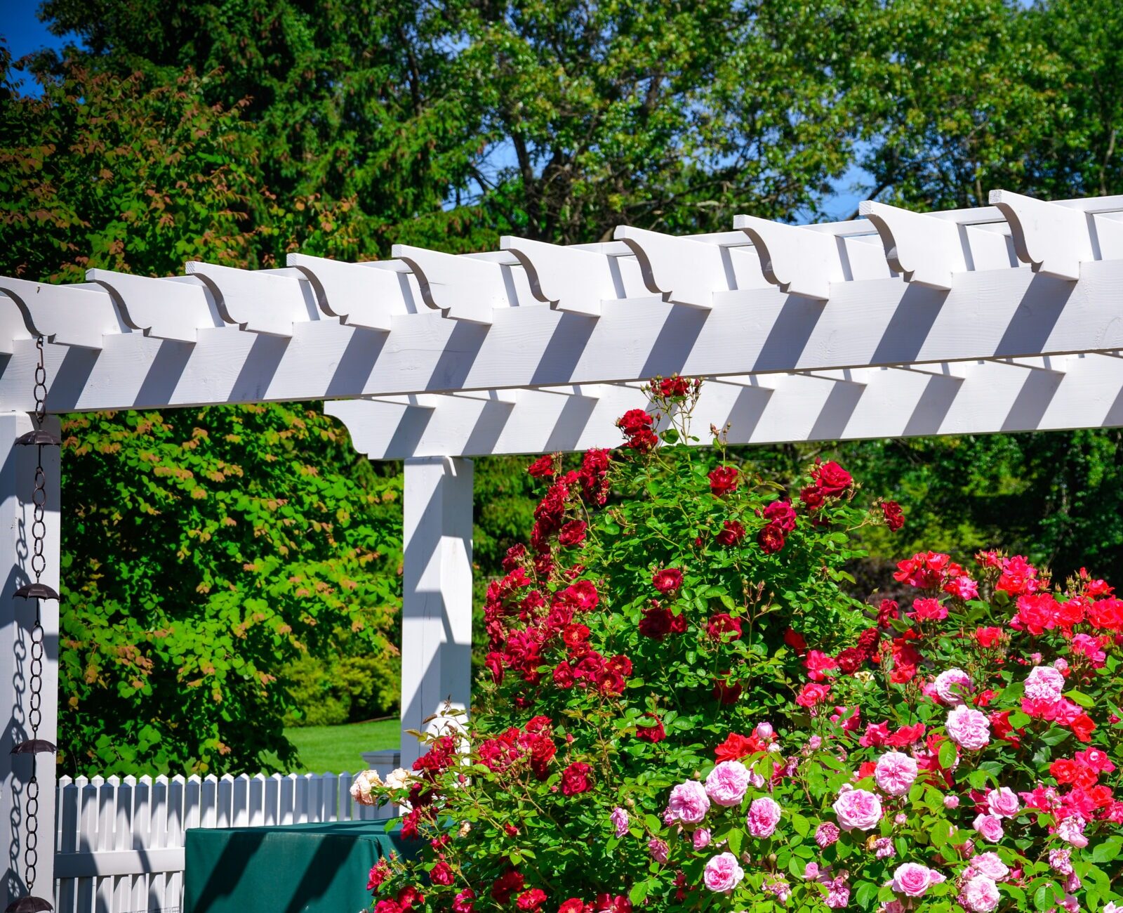 A white wooden pergola casts shadows over a vibrant array of red and pink roses, with lush green foliage and a clear blue sky.