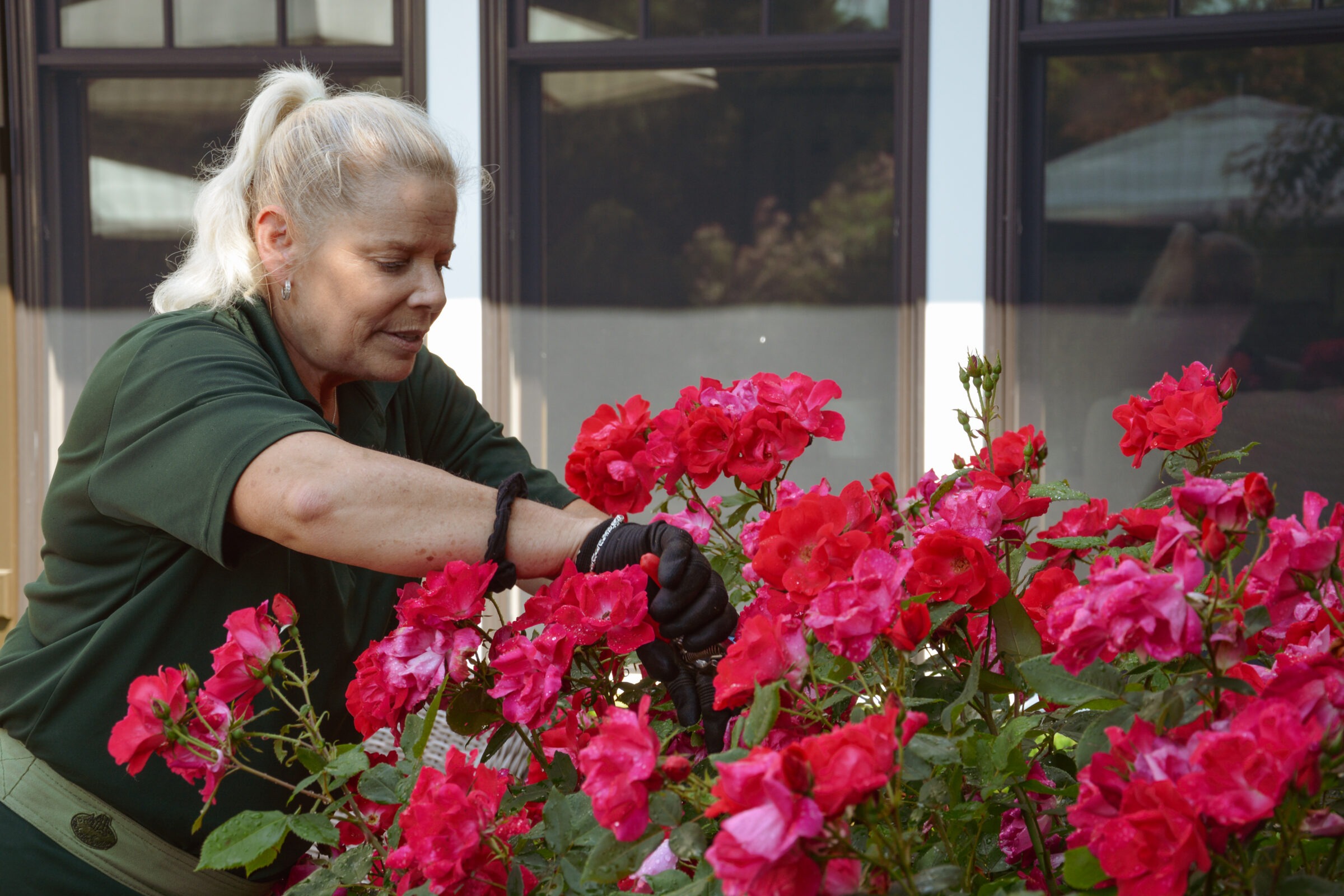 A person with blonde hair is tending to bright pink roses, wearing a green shirt, gloves, and focused on gardening next to a building.