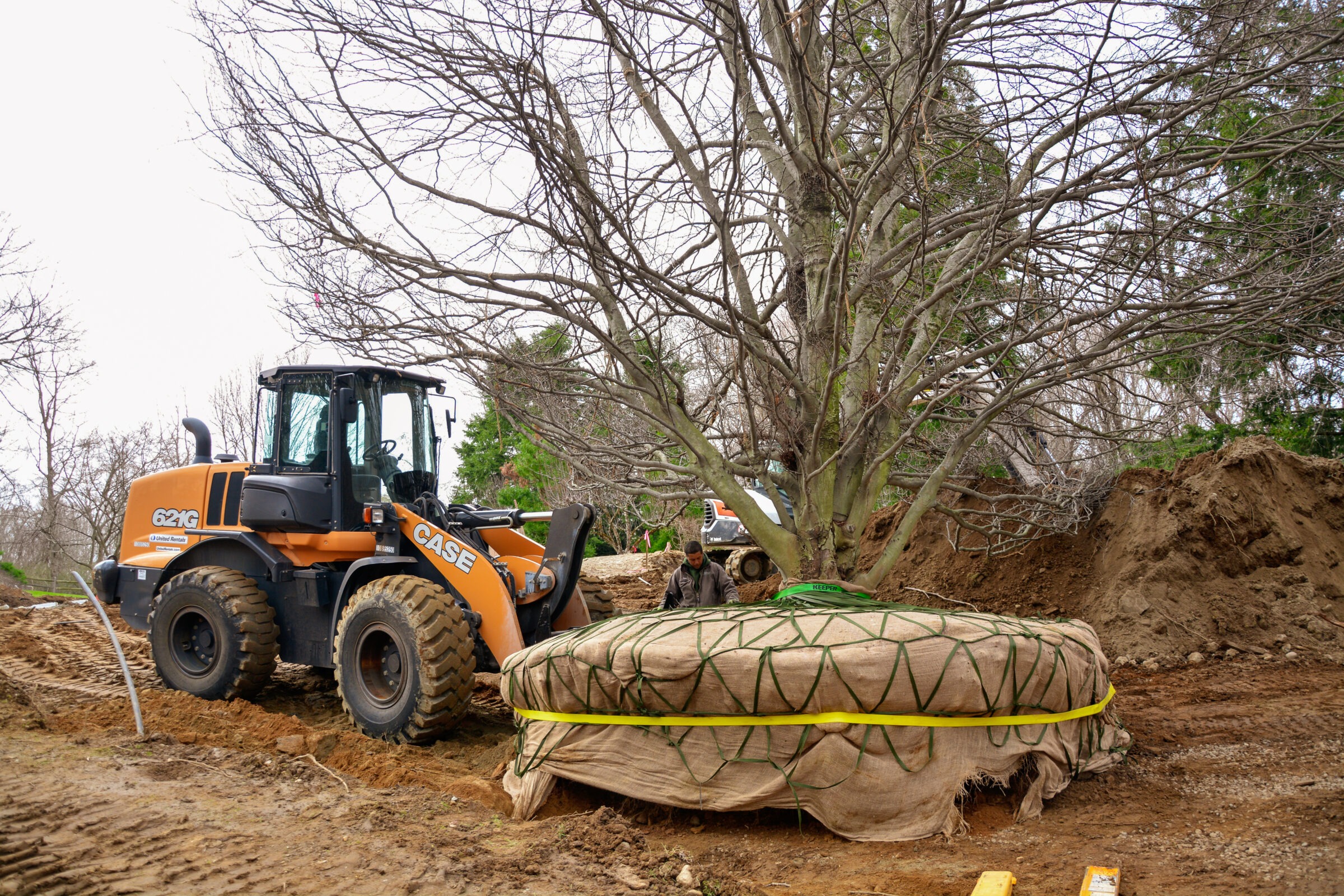 A person stands near a large, wrapped tree root ball beside an orange wheel loader in a dirt area with vegetation and clear sky overhead.