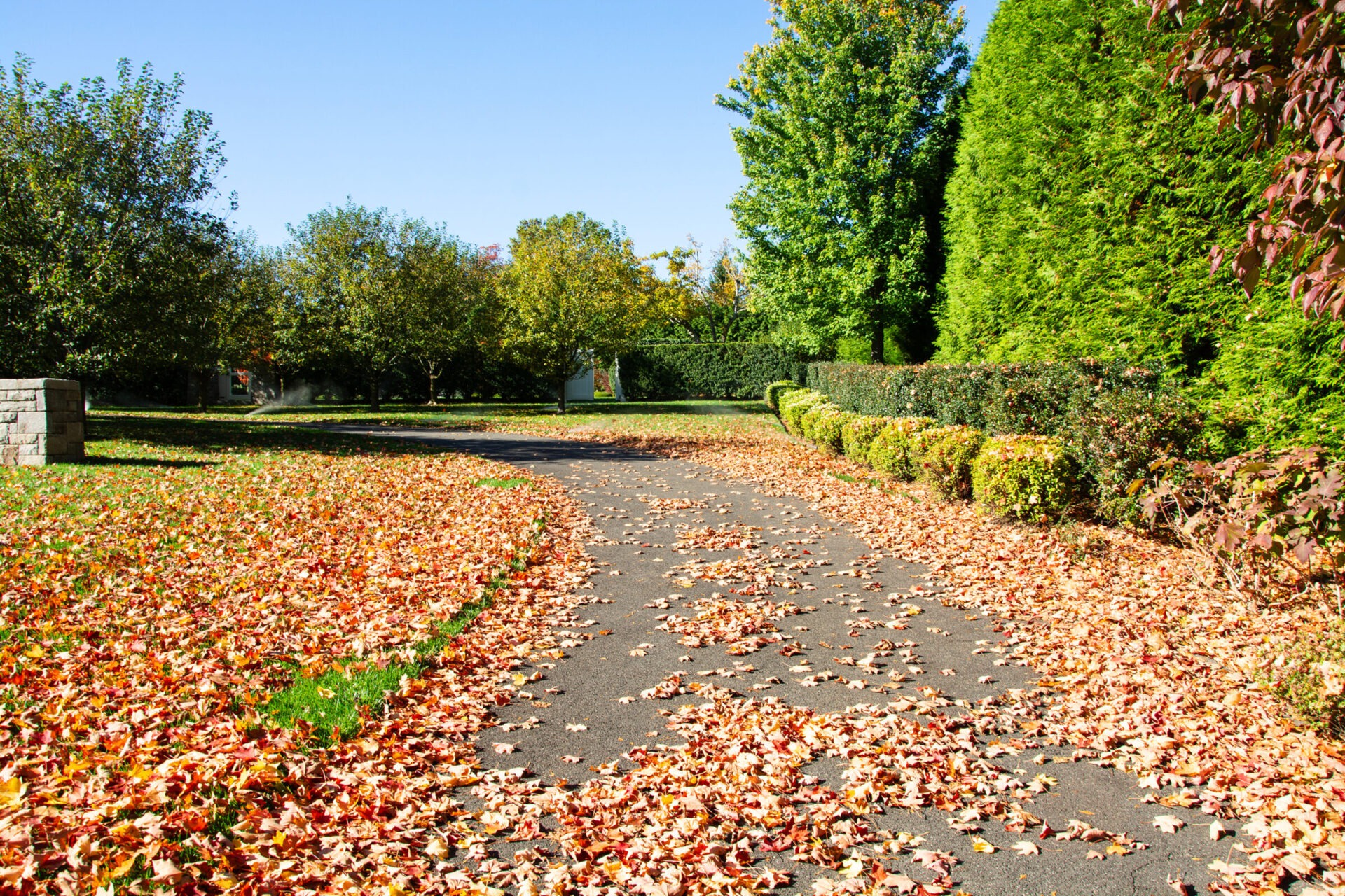 This is an autumnal scene featuring a walking path littered with fallen leaves, surrounded by trees and hedges under a clear blue sky.