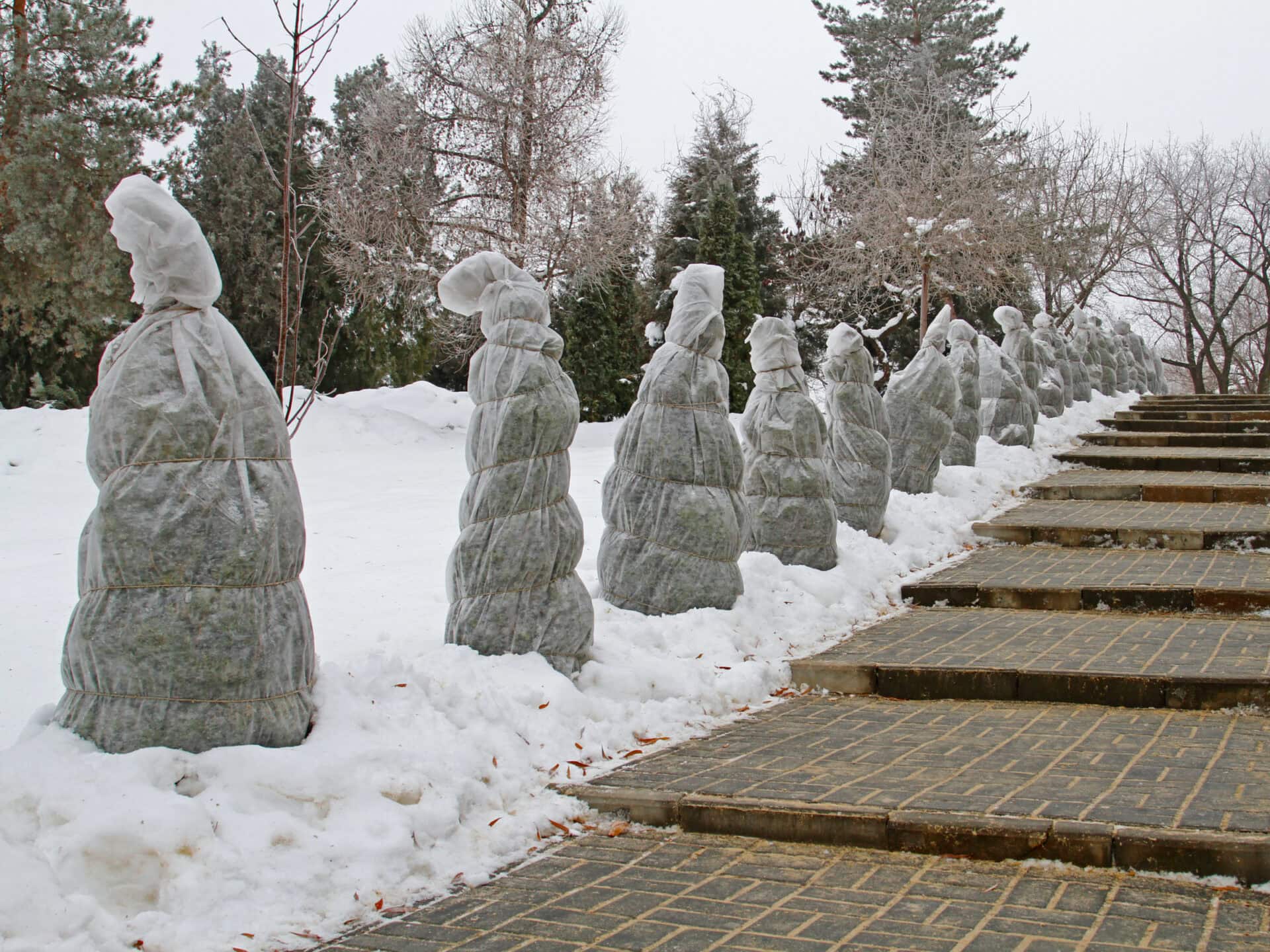 Trees wrapped in burlap to keep them safe in the cold weather.