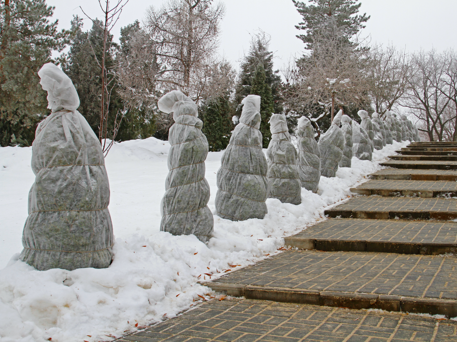 Trees wrapped in burlap to keep them safe in the cold weather.