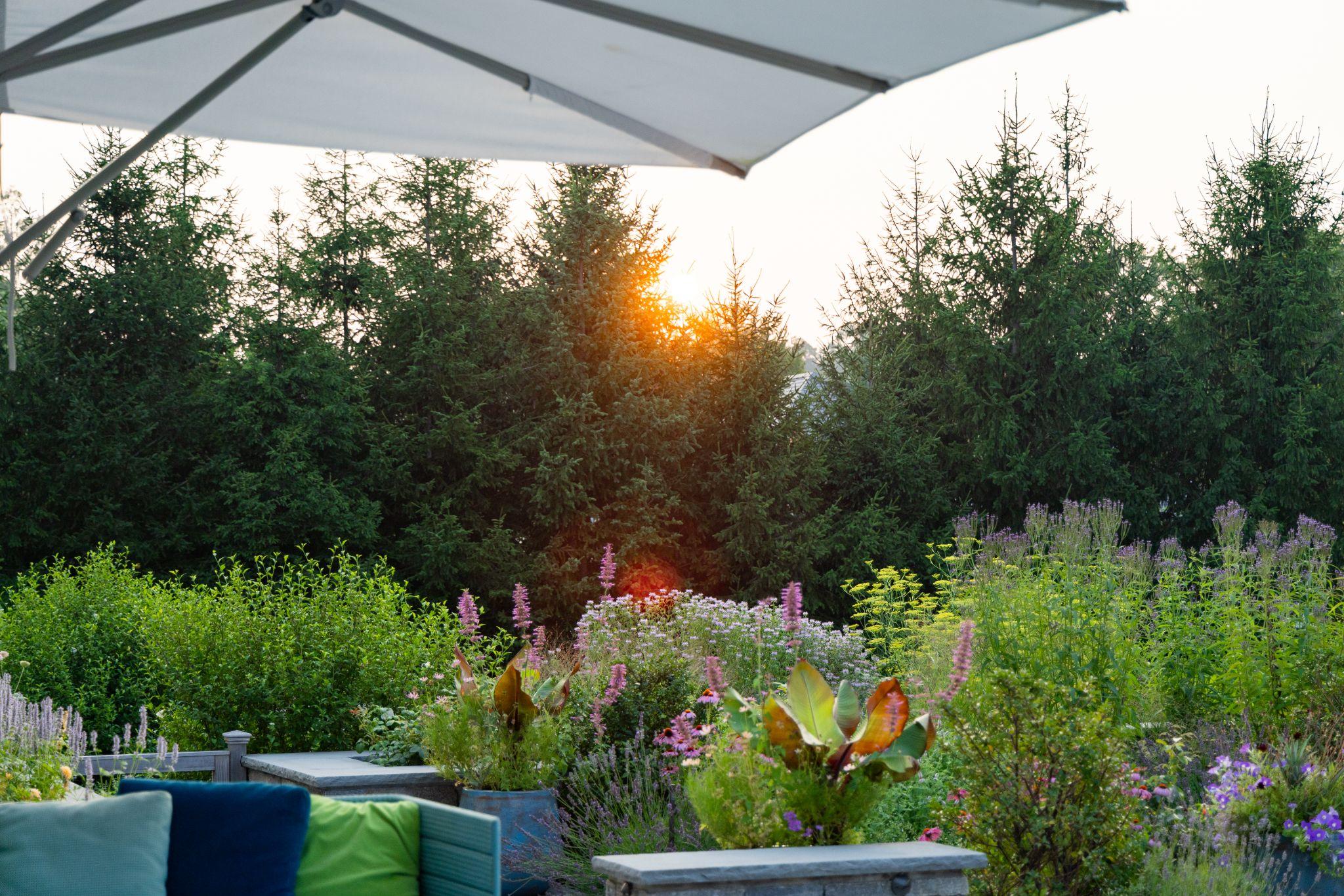 Evening view of residential softscaping with layered perennials, evergreen screening, and outdoor living space