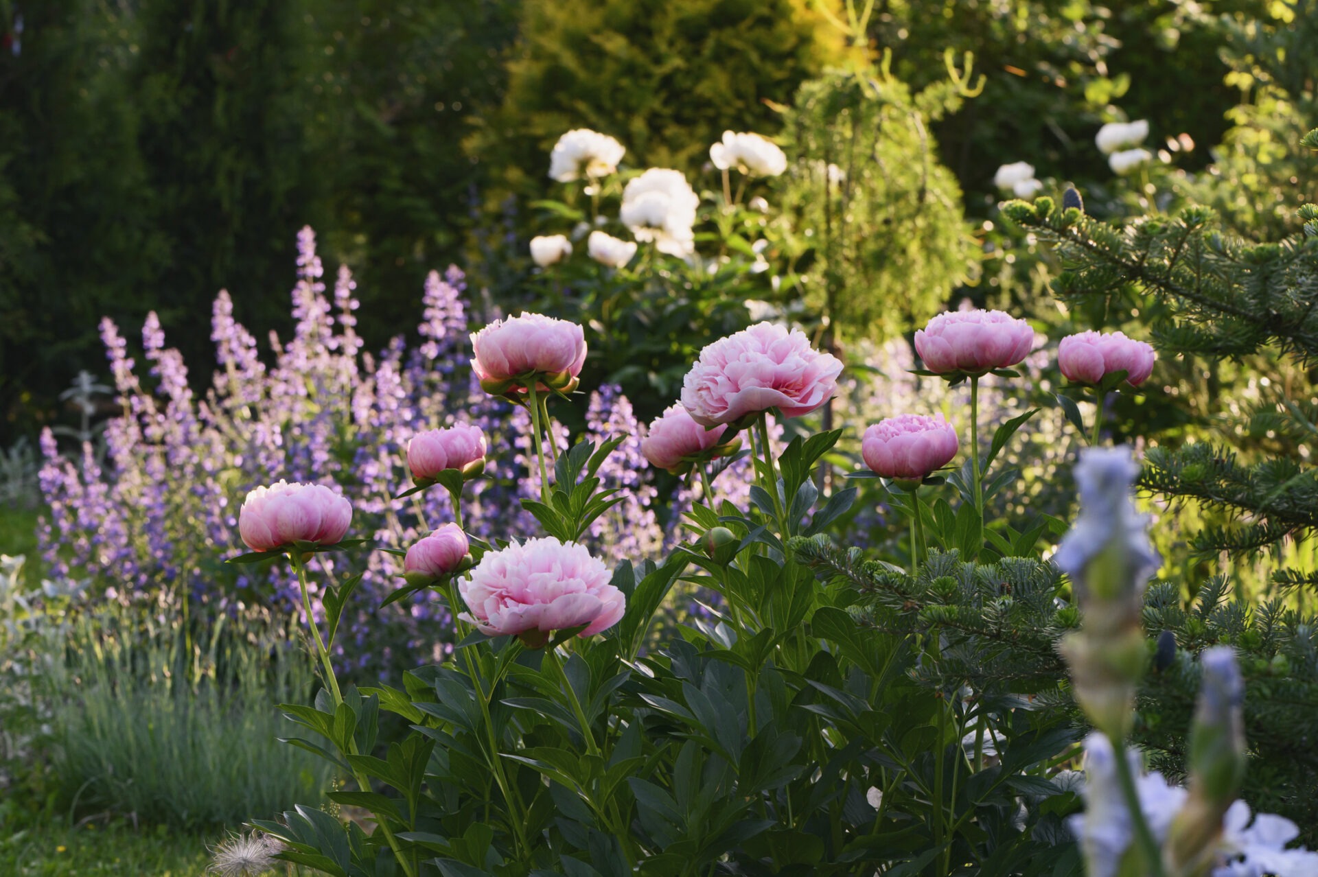 perennial flowers in summer - catmint (nepeta) and peony blooming together. Beautiful plants combination for cottage style private garden, companion plants in landscape design