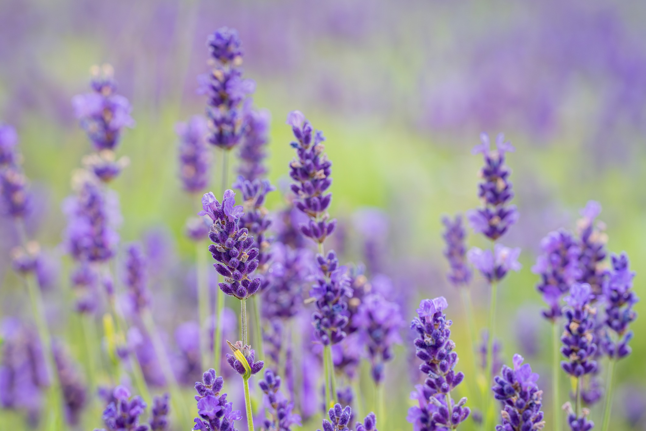 Lavandula (lavender) ornamental plant in cottage garden with dark blue and violet flowers. Close up of Lavandula angustifolia. 